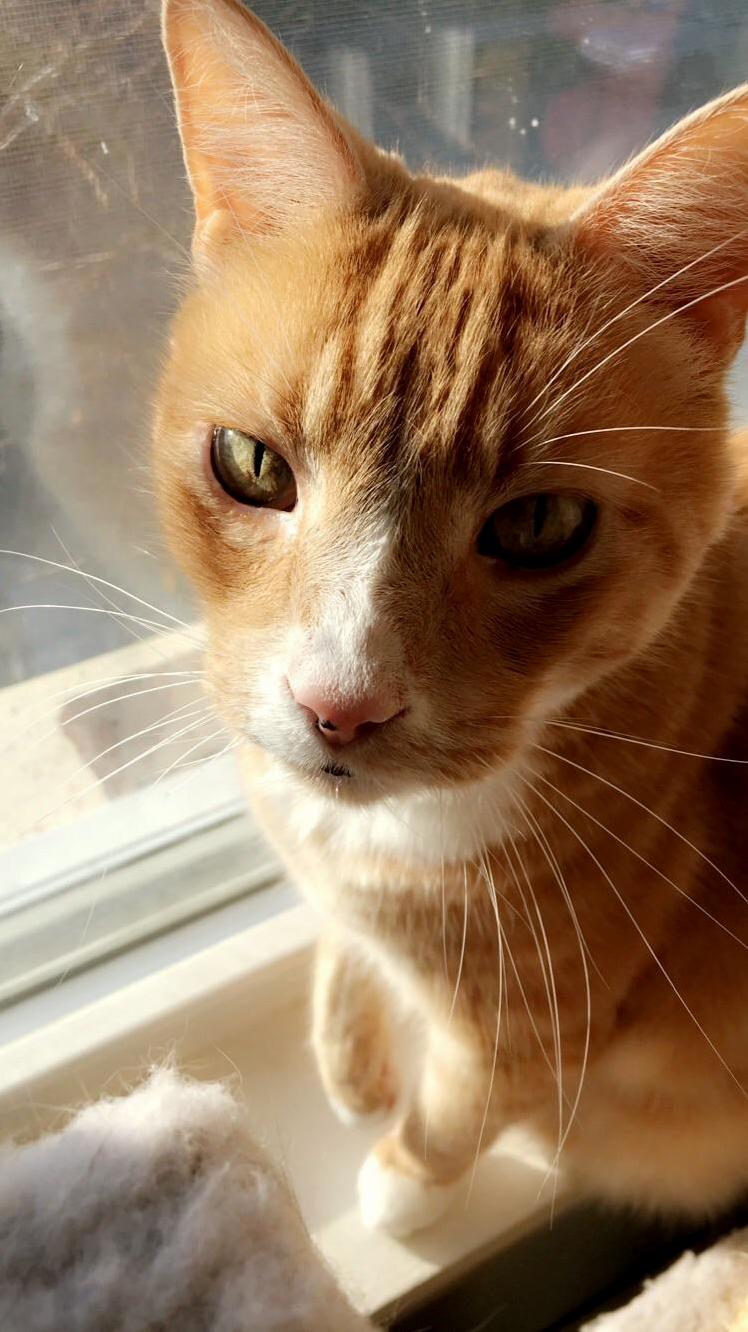 All Whiskers and Eyes