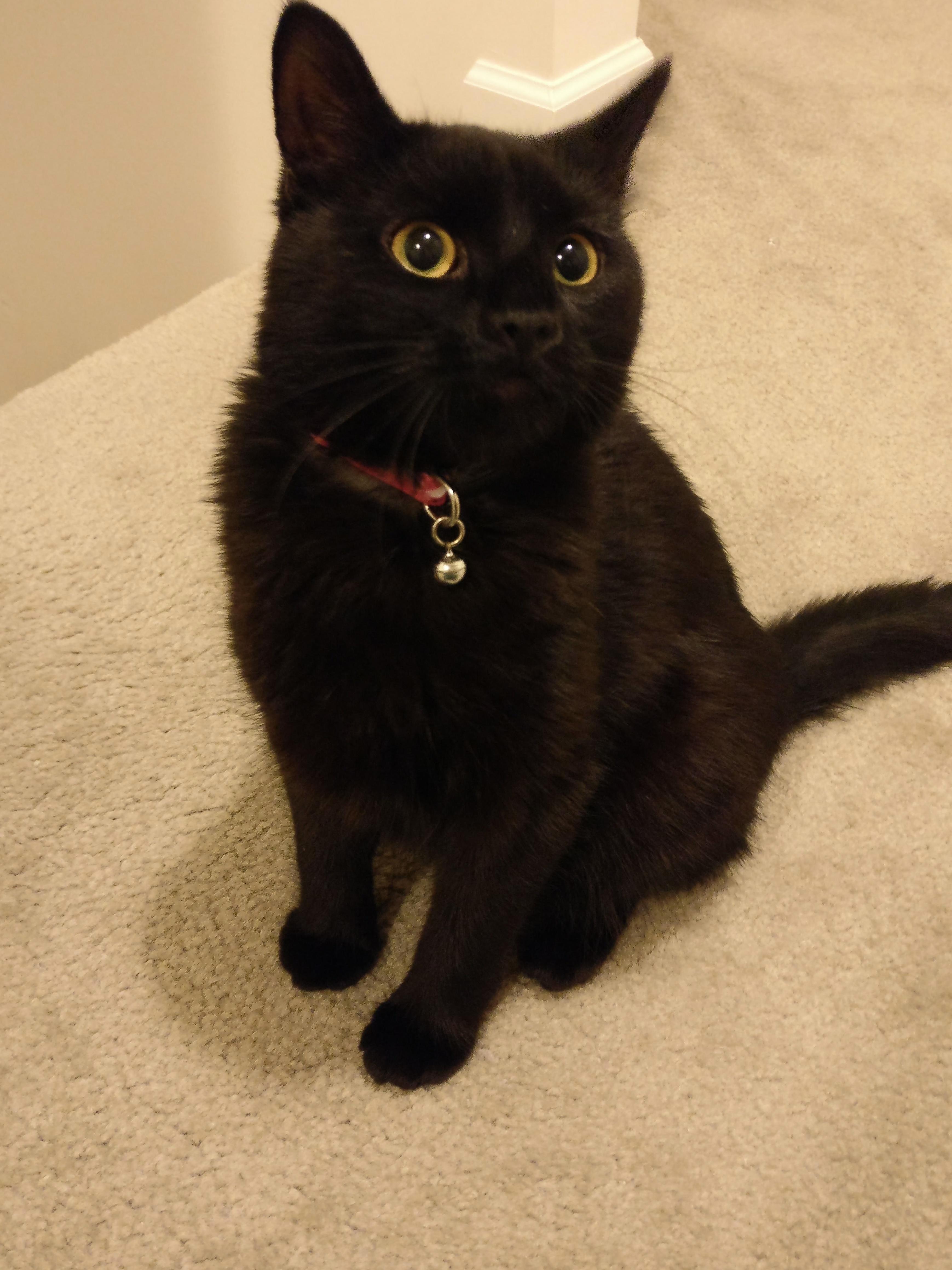 Almost a Year Ago This Little Guy Was a Stray with No Family. Now He Has a Loving Family Consisting of a Mom a Dad and a Sister. I Love My Little Boo.