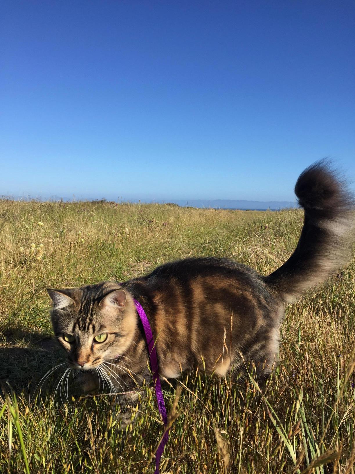 Alvin Enjoying the Central Coast of California ..