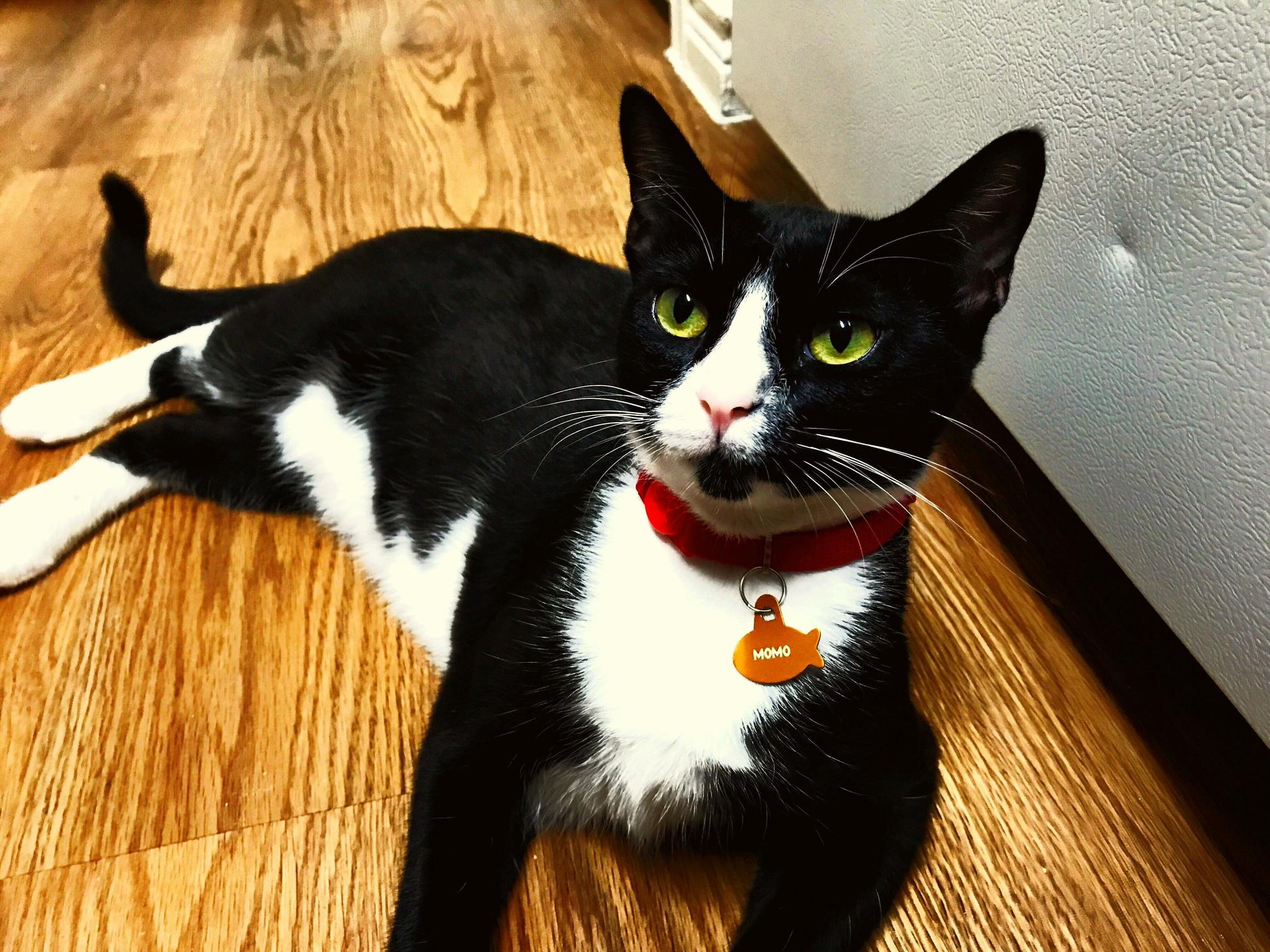 Always Love Seeing This Little Guy When I Visit My Mom