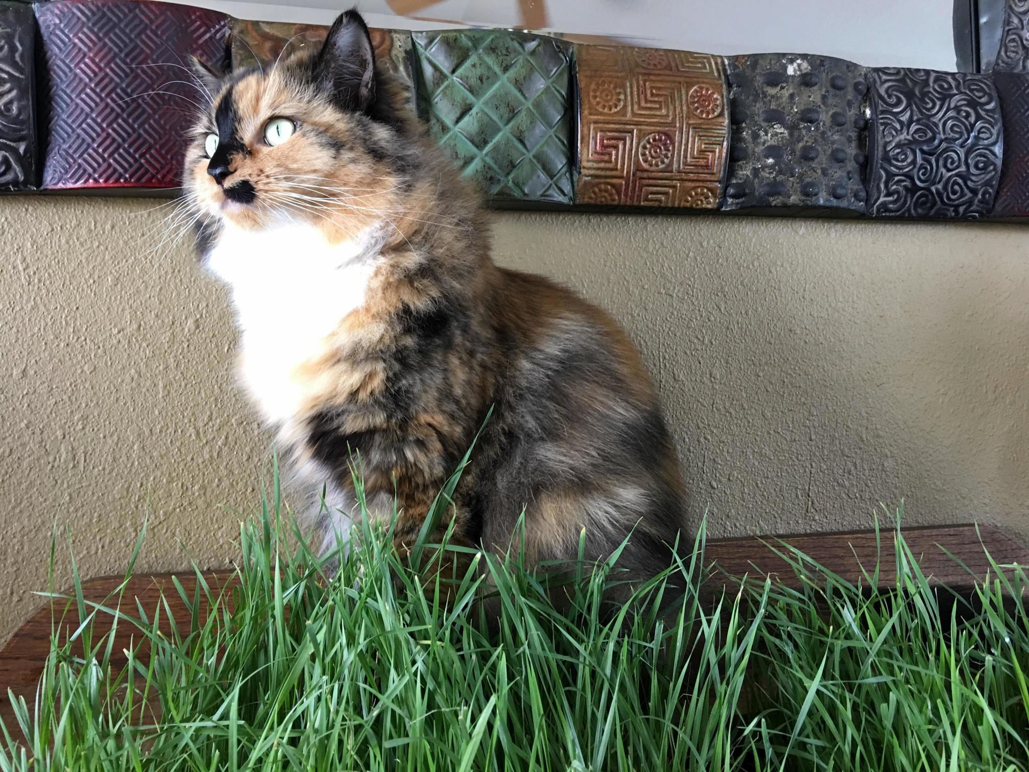Another Cat Named Luna
