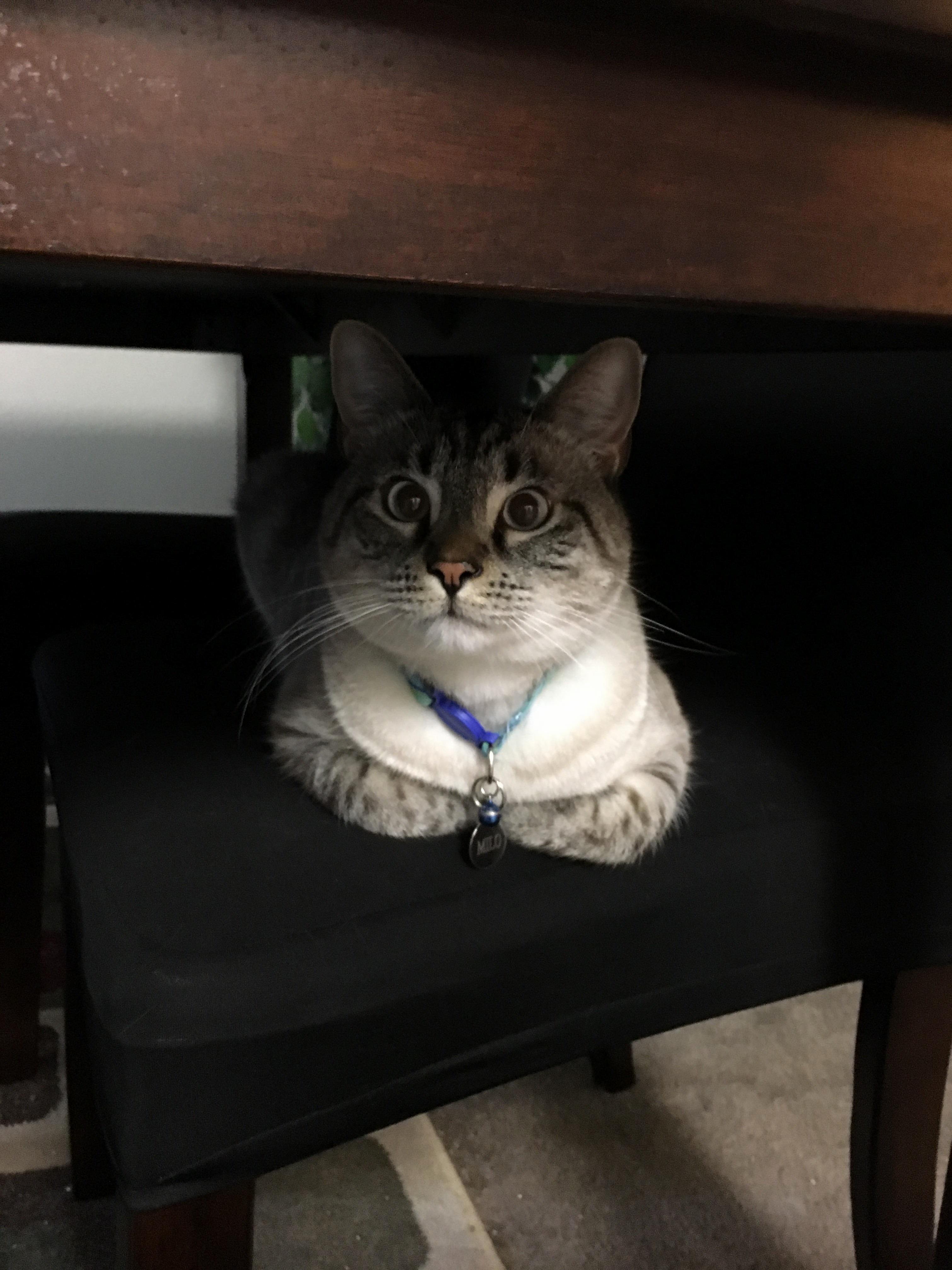 Apparently Milo Is Joining Us for Breakfast