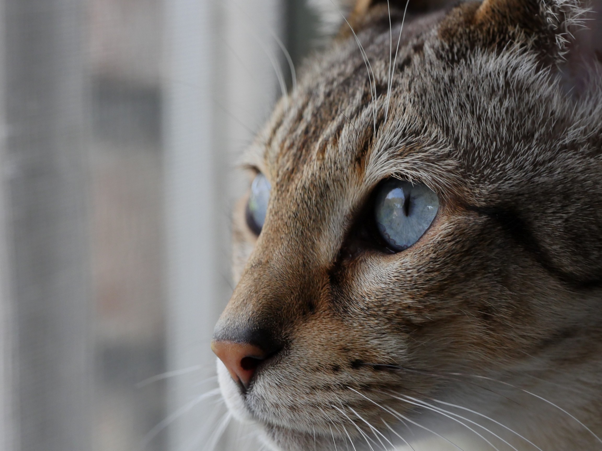 Aquamarine Dreams.