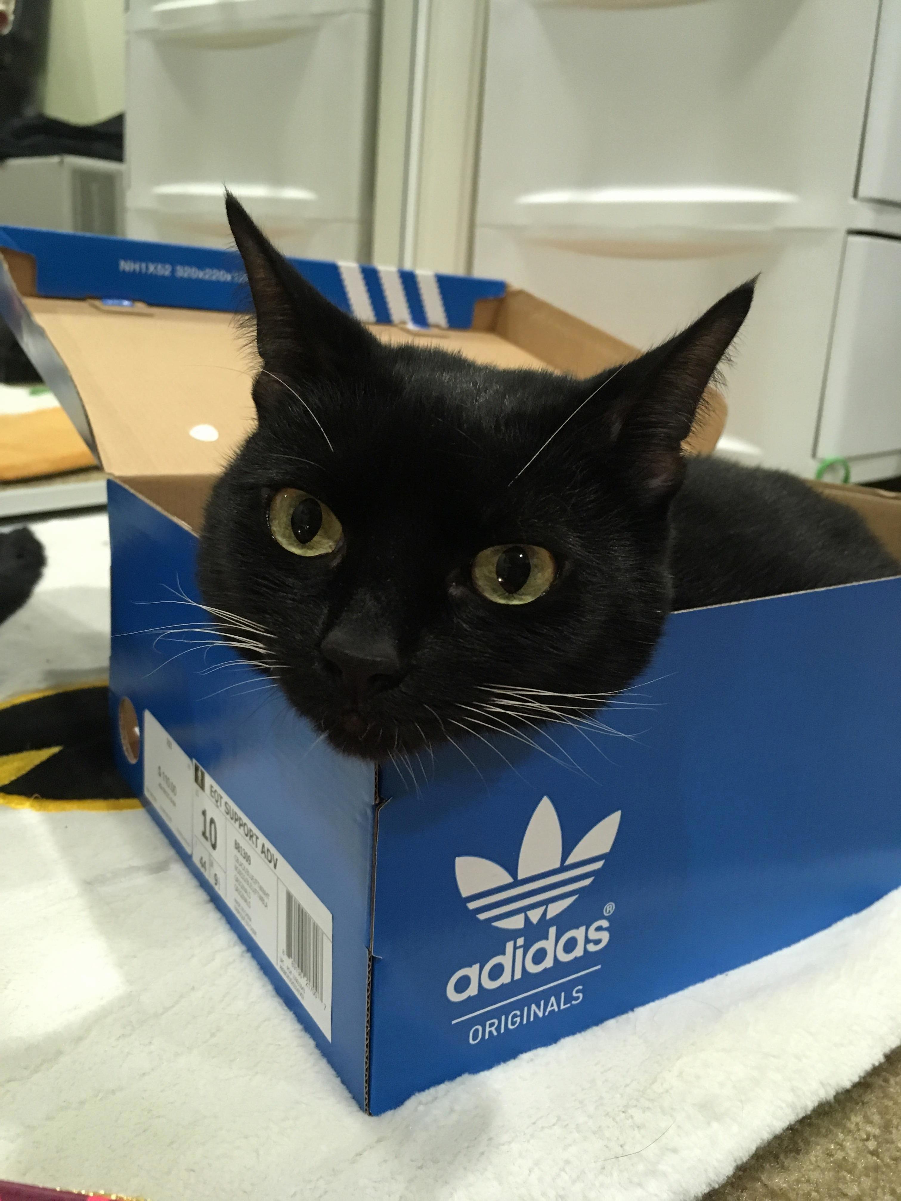 As Soon As I Took the Shoes Out