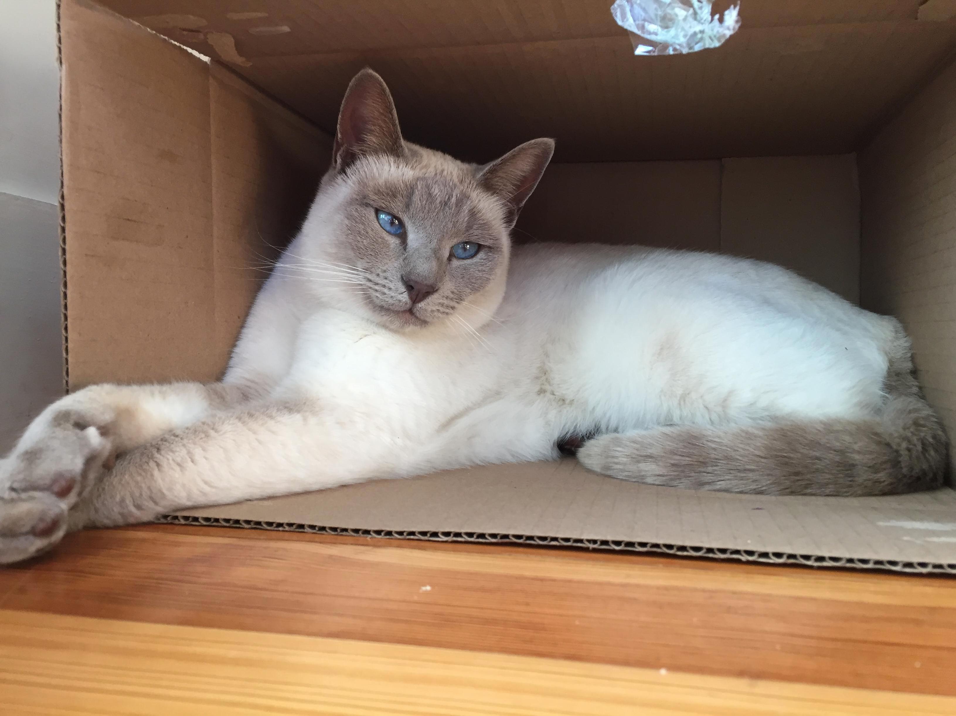 As Soon As My Cat Sees a Box She Claims It for Herself