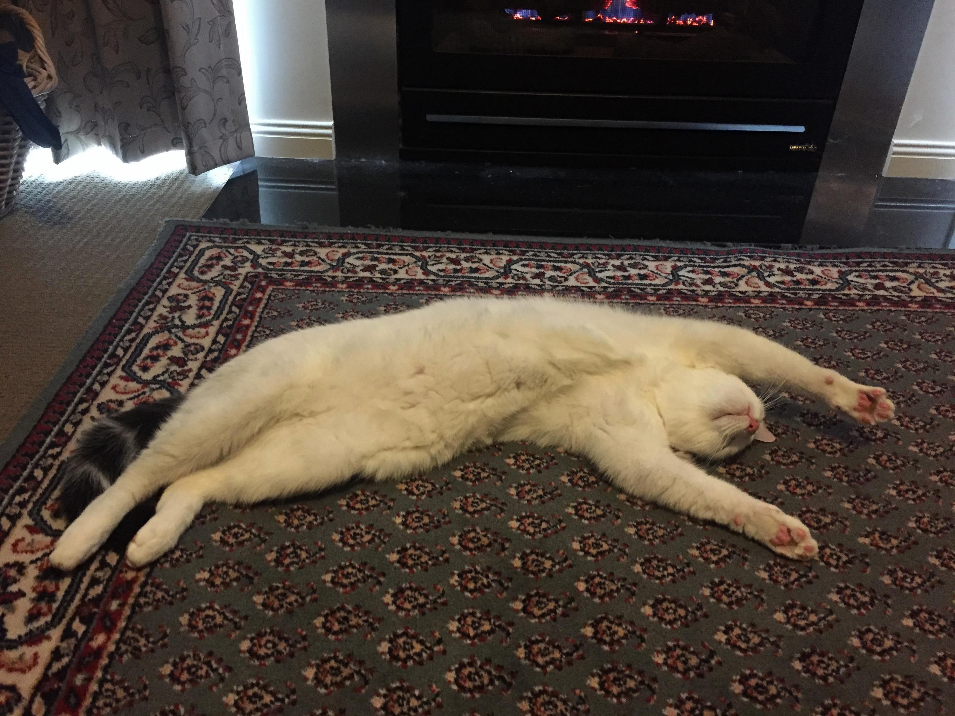 At 18 Mth Old Spook Is a Loooooong Turkish Van 95 Cm 37.4