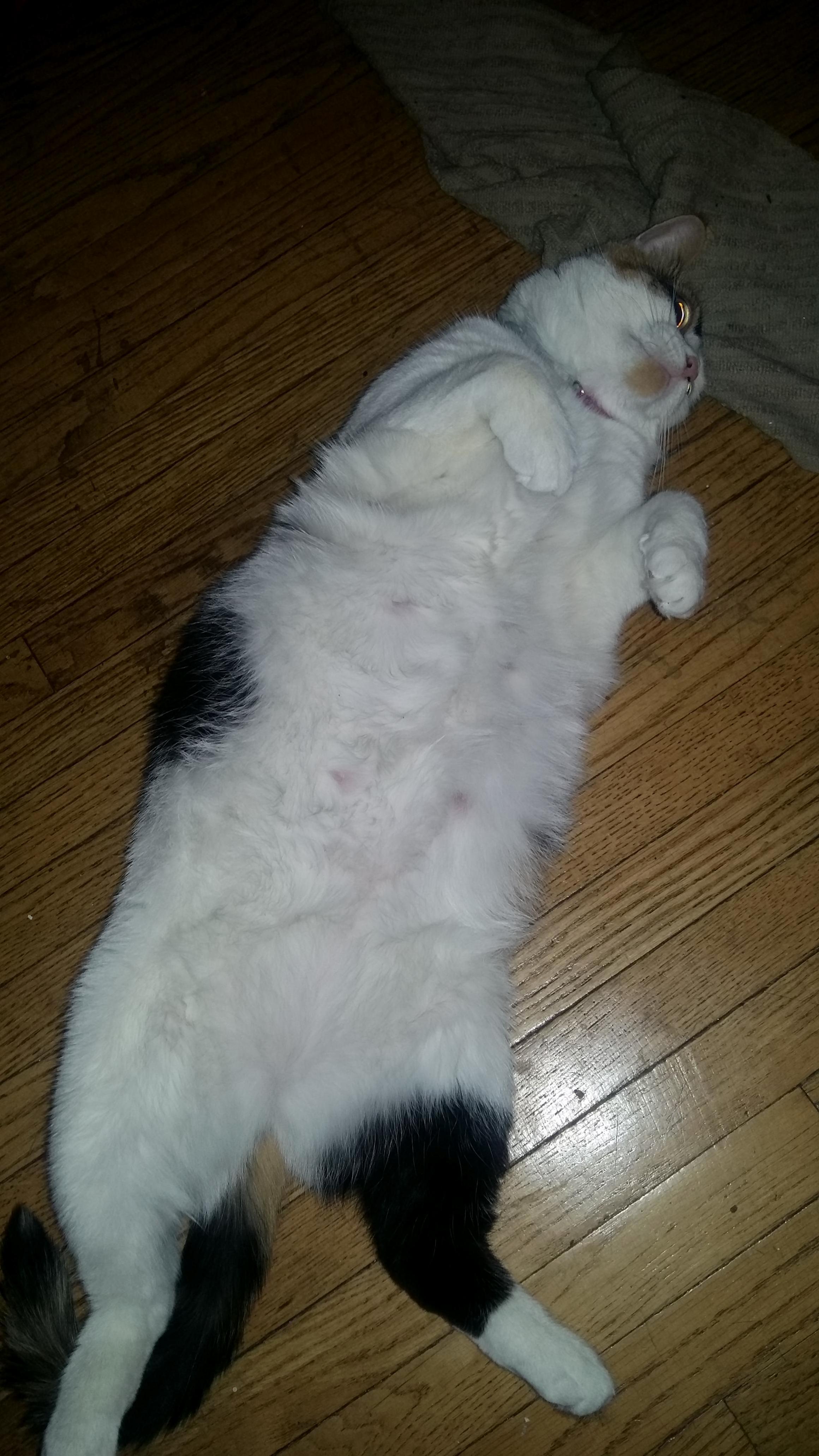 Autumn Loves Belly Rubs