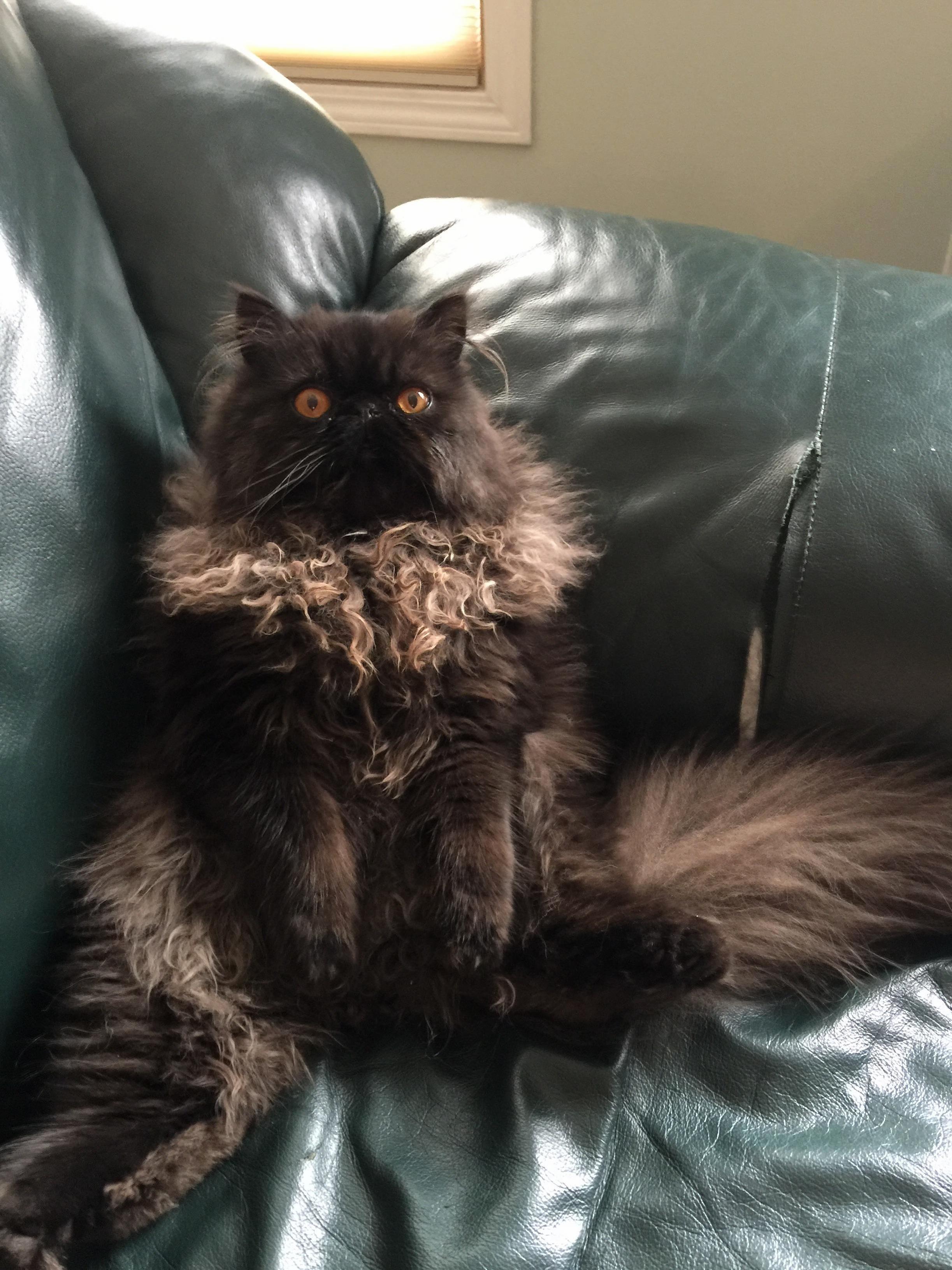 Bachelor Cat