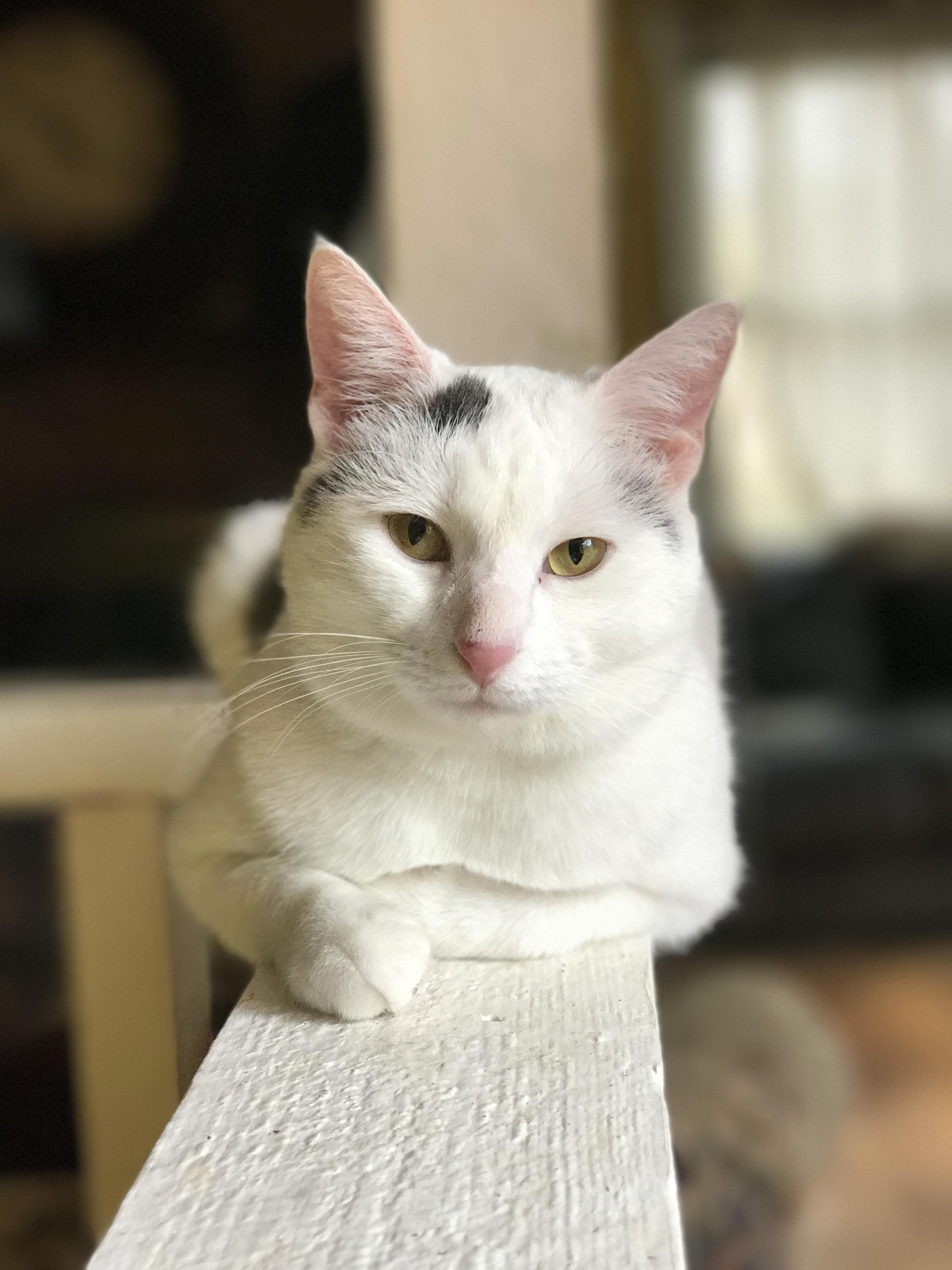 Balance Beam Kitty