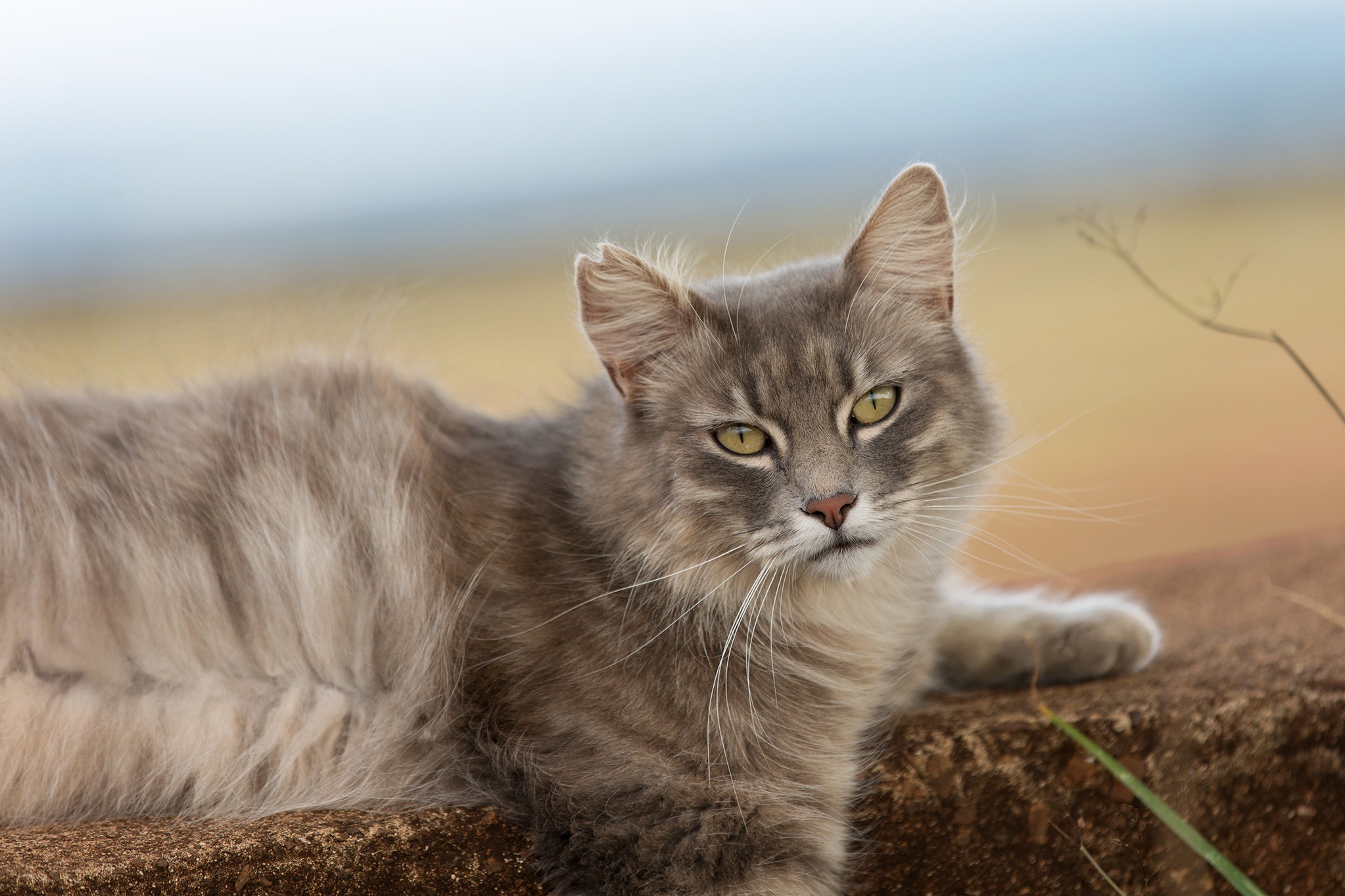 Beach Park Stray