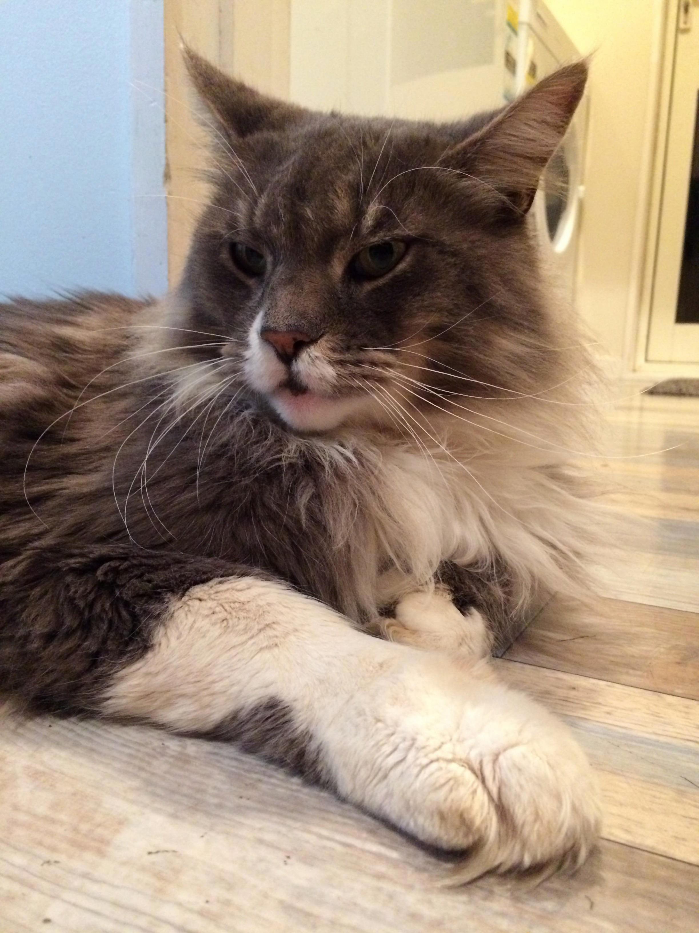 Bear My Majestic Maine Coon