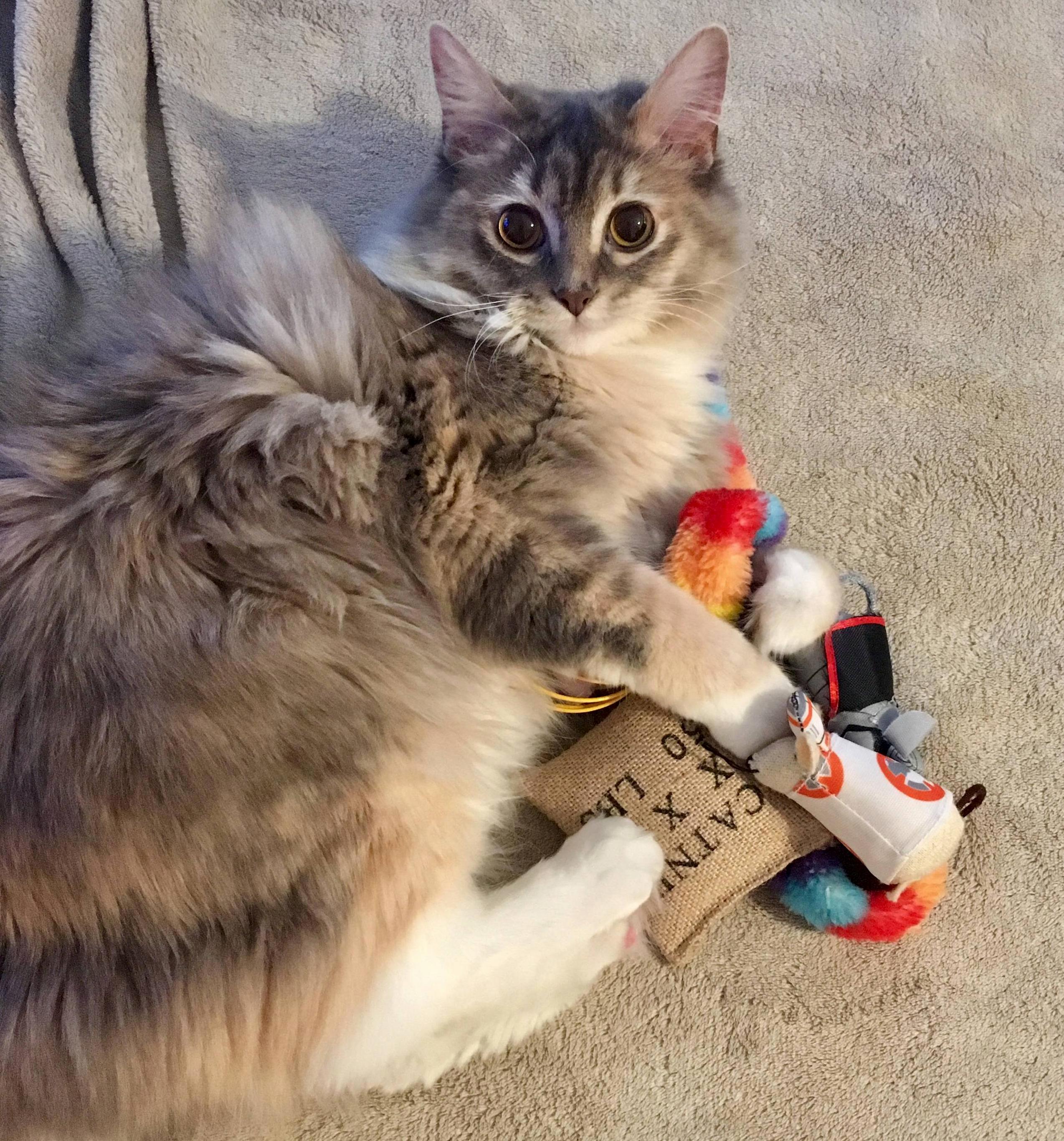 Beef Hoarding Her Toys