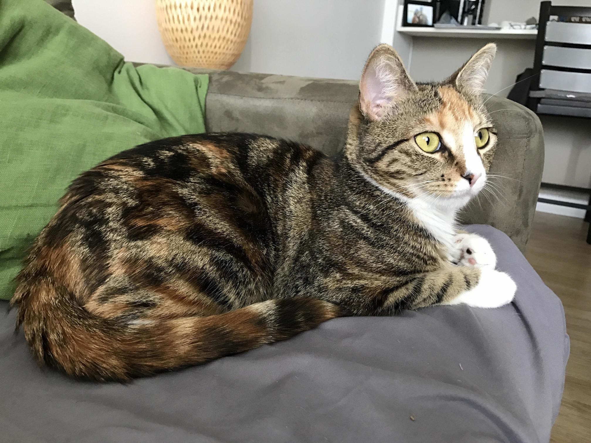 Been a Week Since We Adopted Stella. She Is Already Getting Along with the Other Female Cat and Is Getting Into Everything. Im in Love with Her.