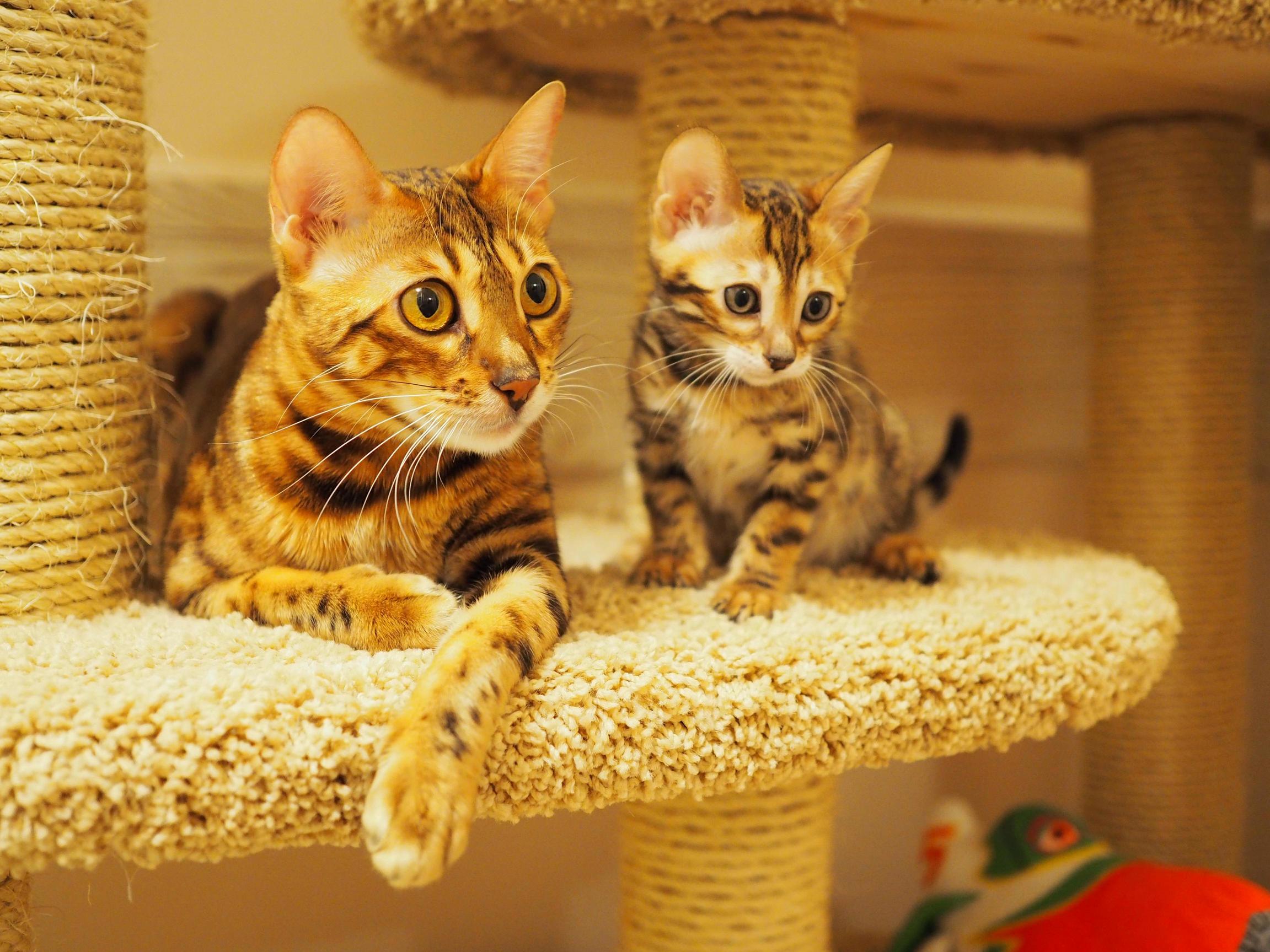 Bengal Family