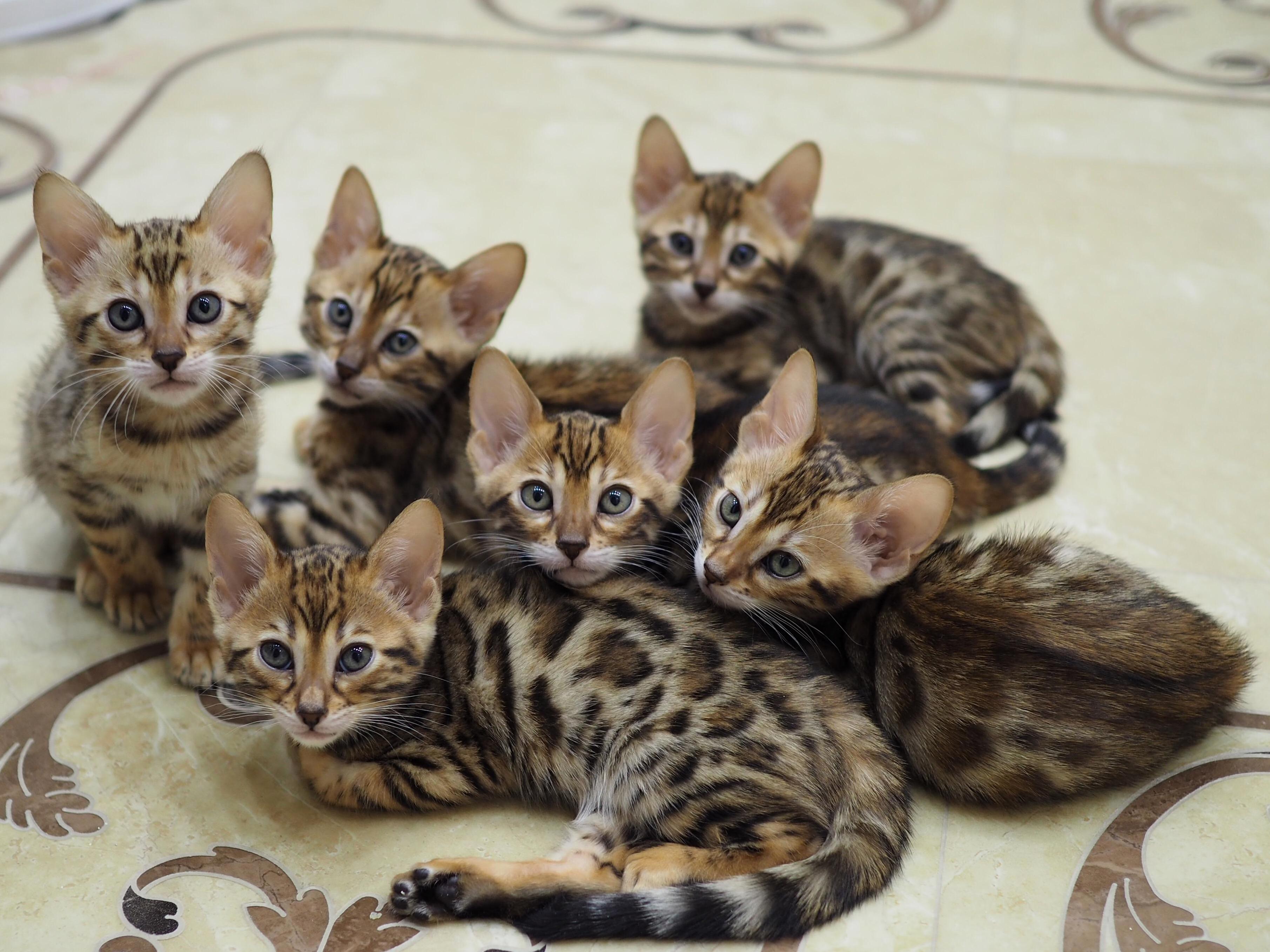 Bengal Gang. 2 Month Old. 1 Boy in Center 5 Girls.