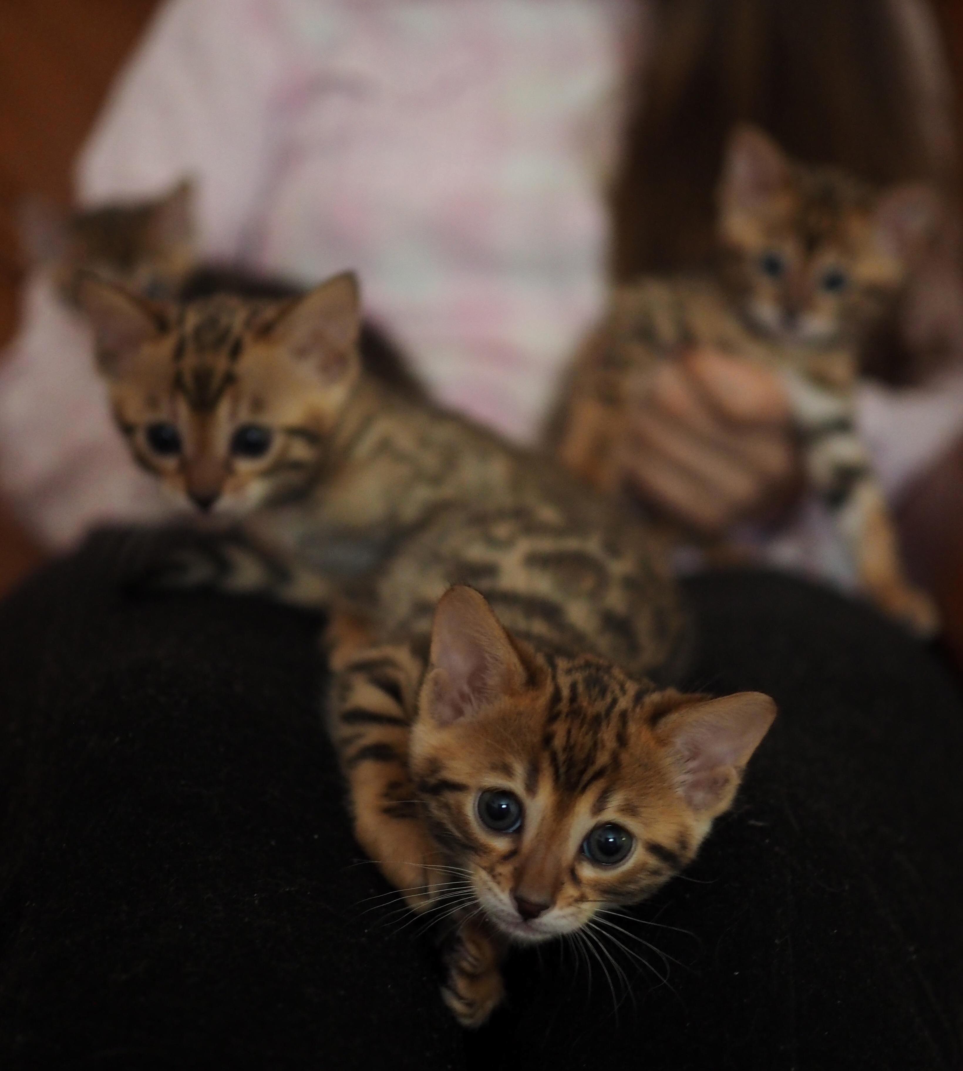 Bengal Kitty