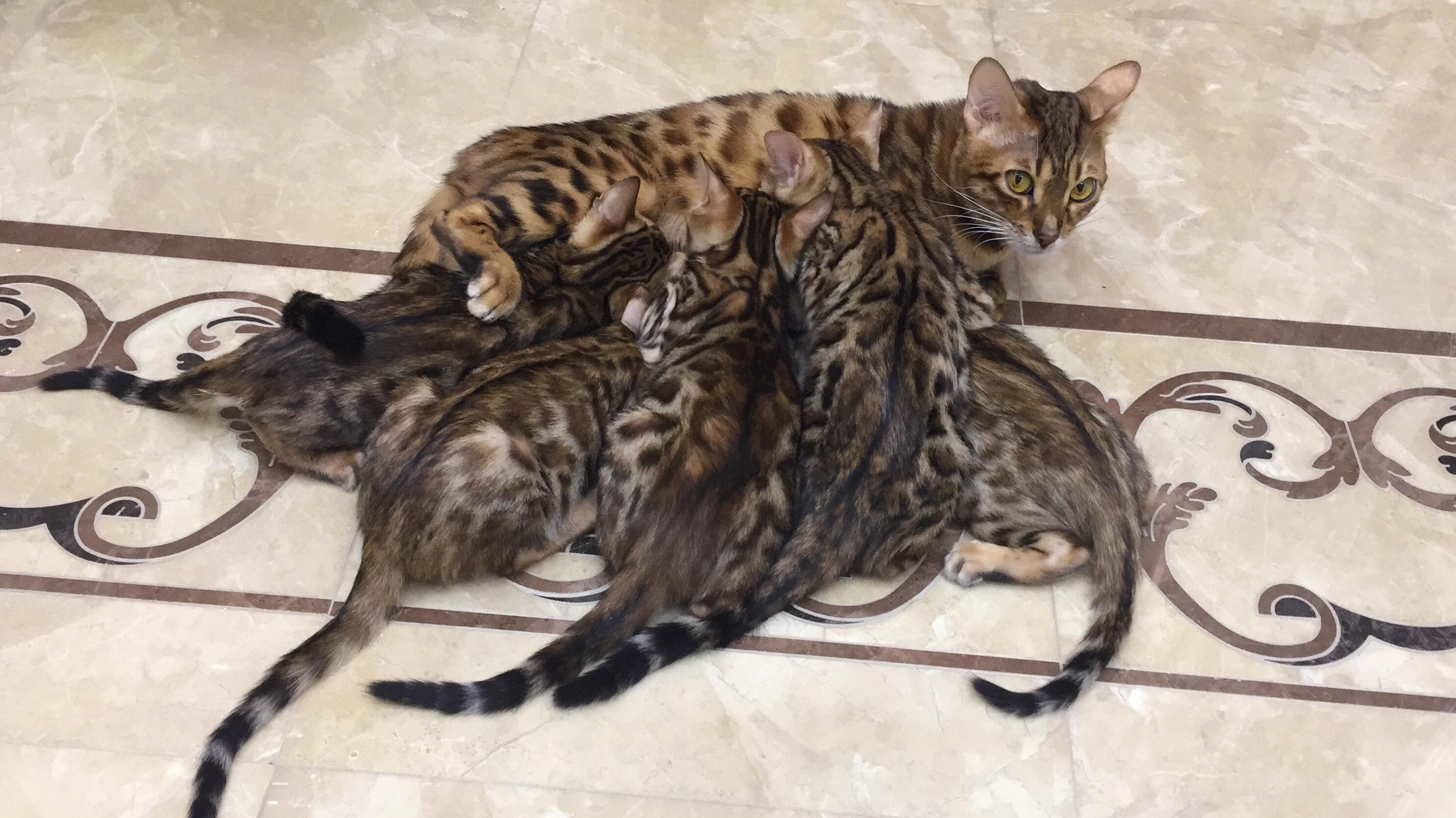 Bengal Mother
