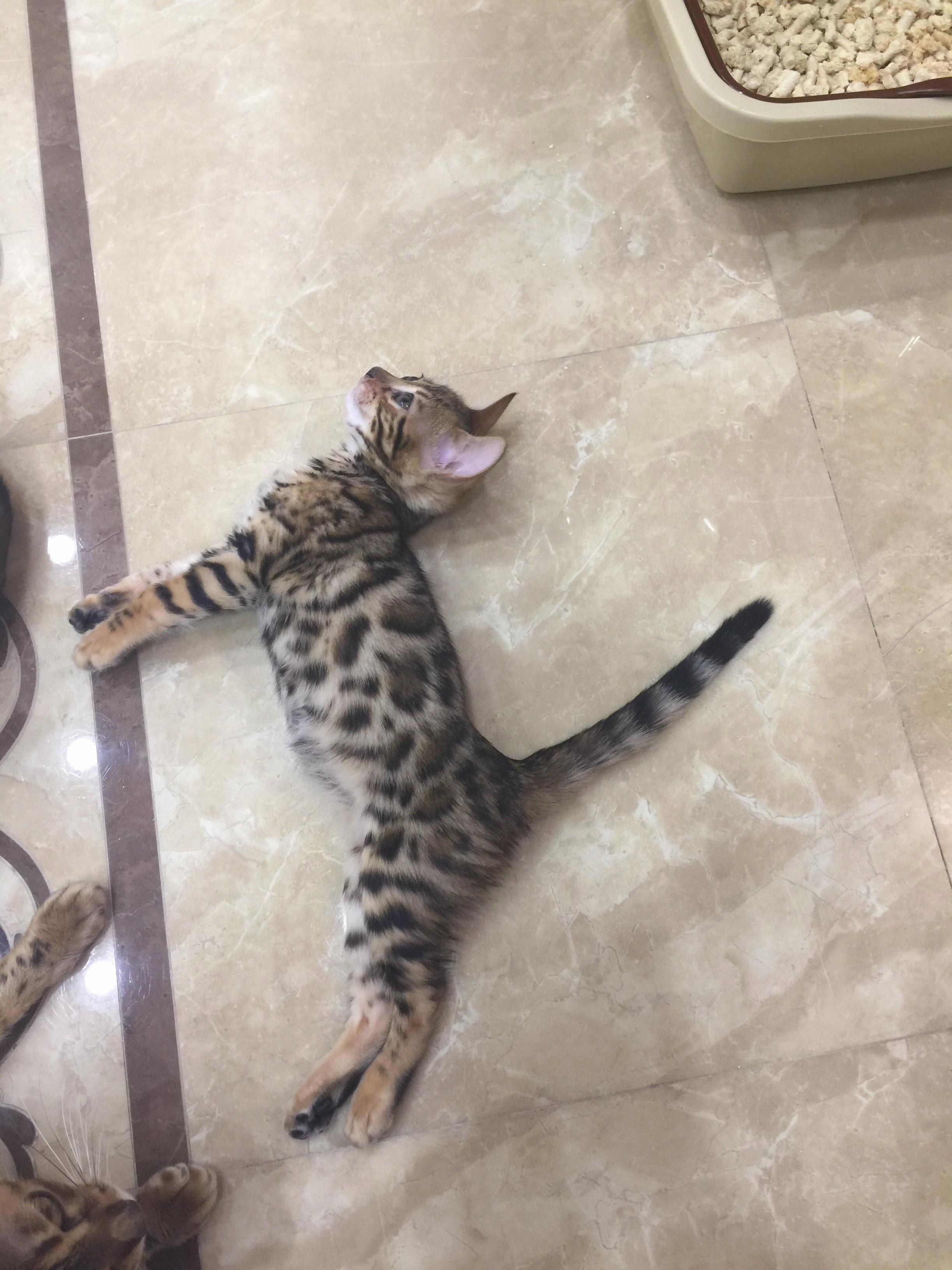 Bengal. Girl. 2 Month.