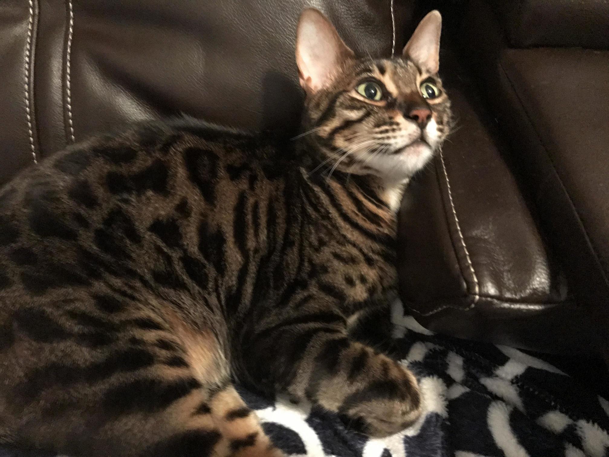 Bengals Rule and Dogs Drool. Tyson 3 Years Old