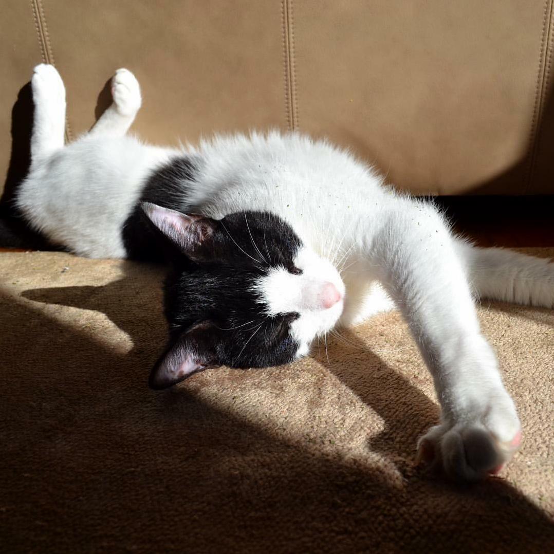 Benny Walking on Sunshine... and Catnip