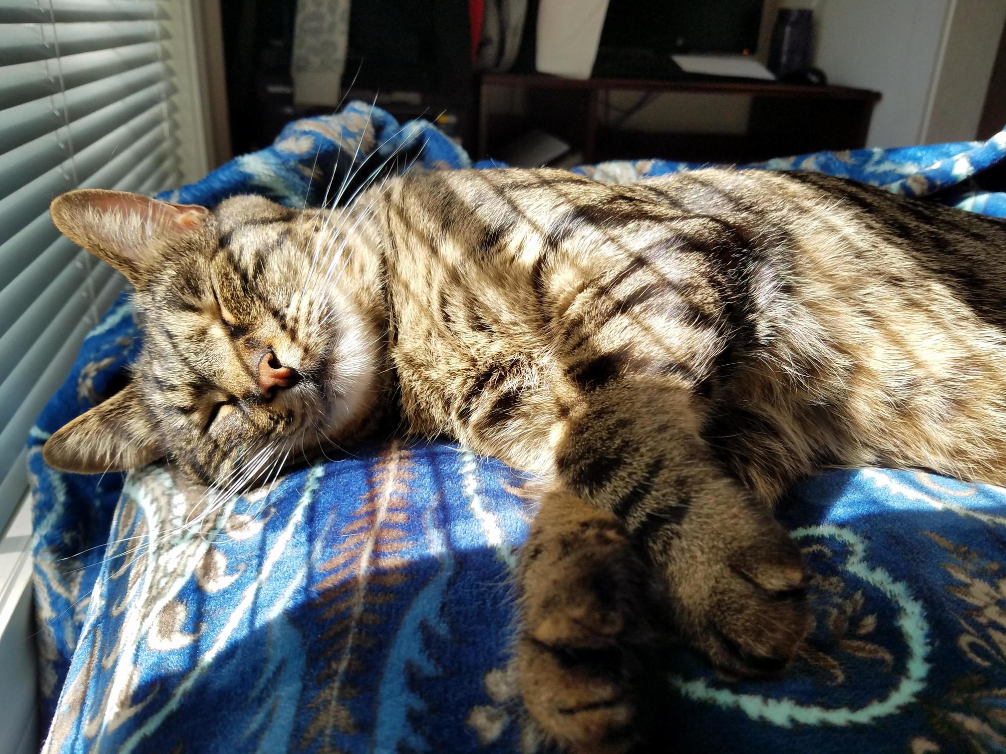 Benzo Loves Napping in the Sun.