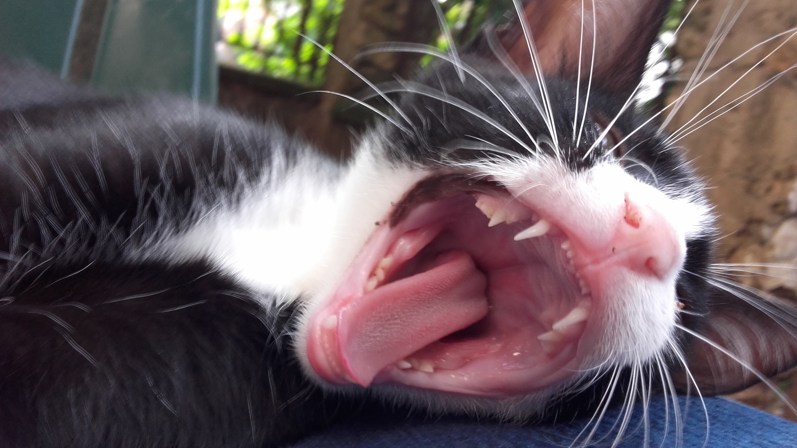 Best Cat Photo I Ever Took Rip