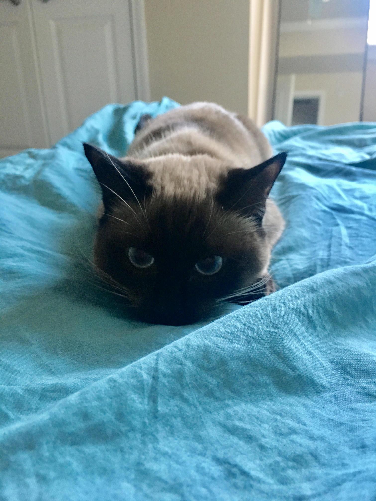 Bettr Watch Out U... I Am Cat
