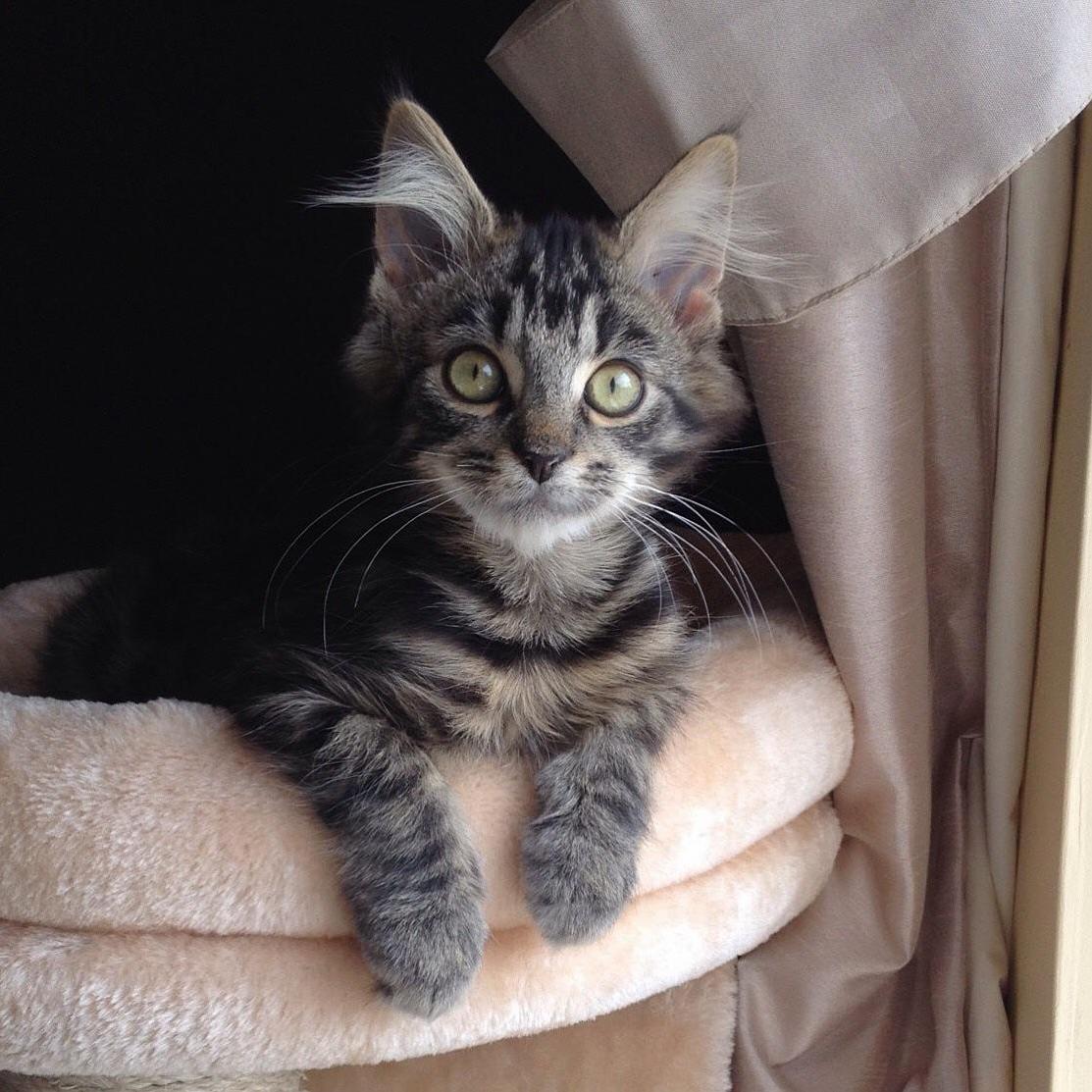 Big Eyes Check. Big Ears Check. Big Paws Check. Big Whiskers Check.
