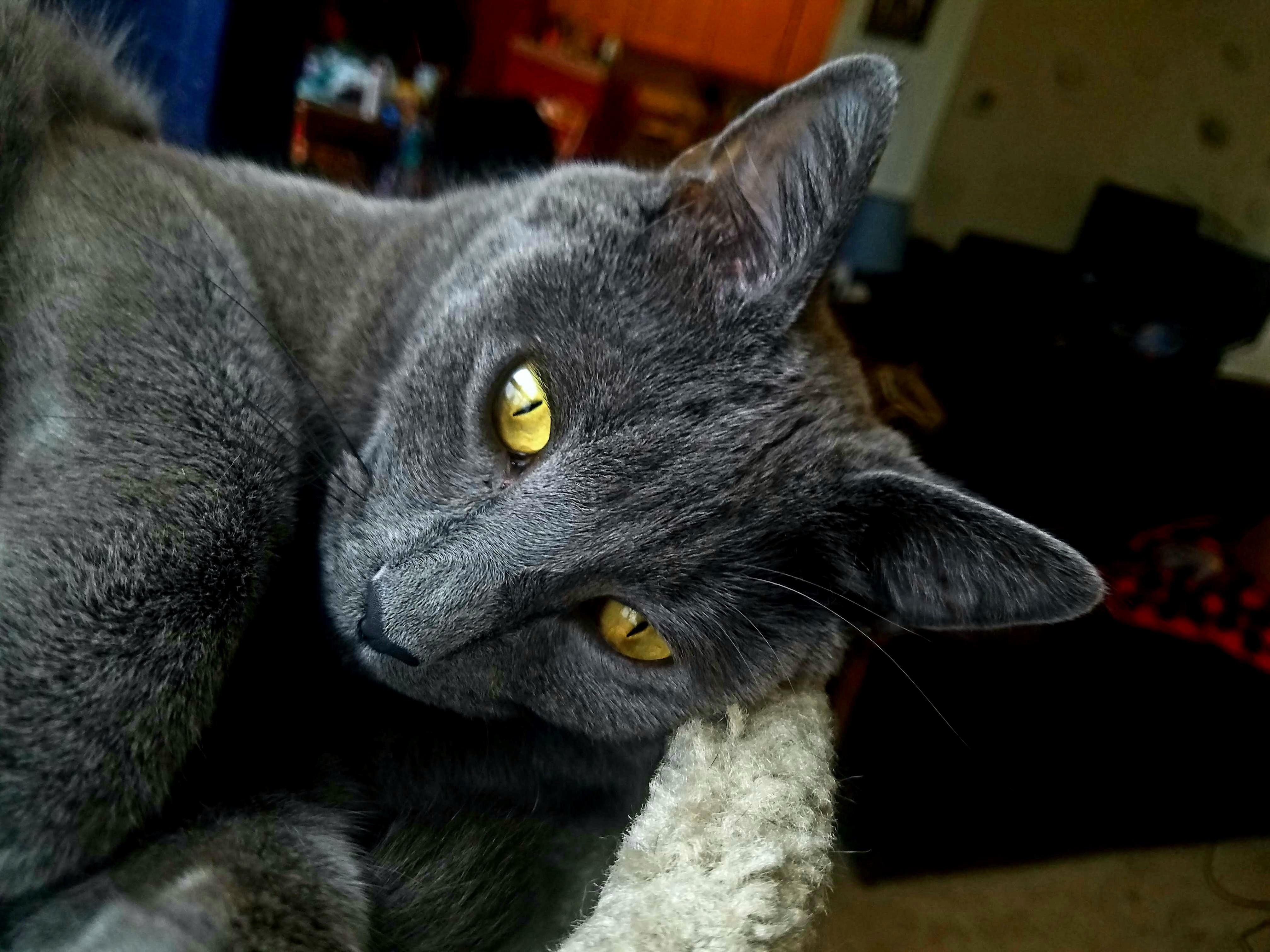 Big Yellow Eyes