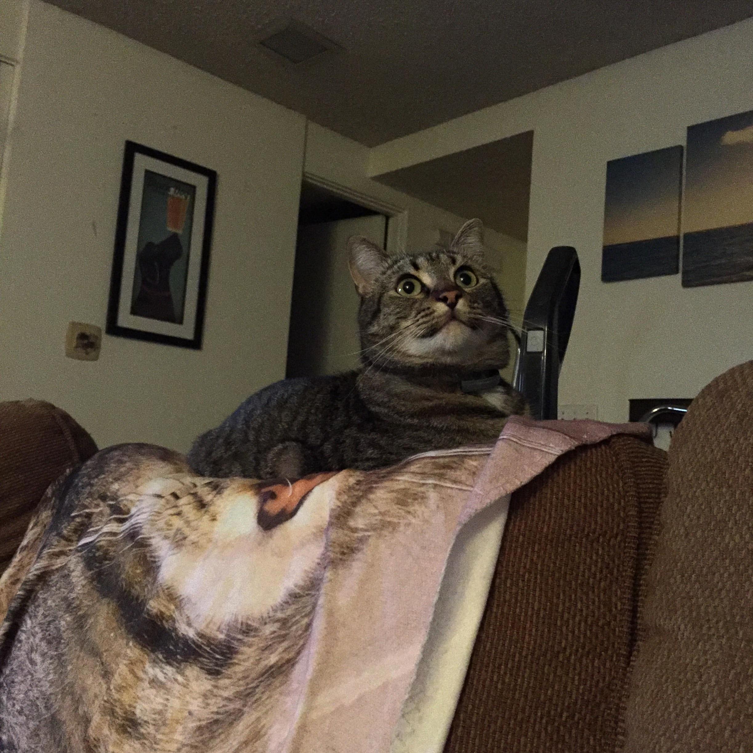 Bills Favorite Nap Location His Own Face.