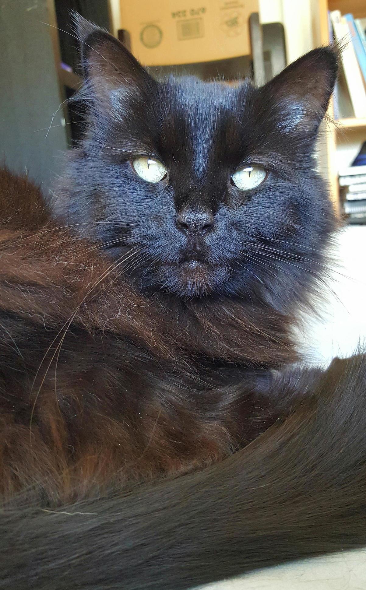 Black Cats Are Beautiful