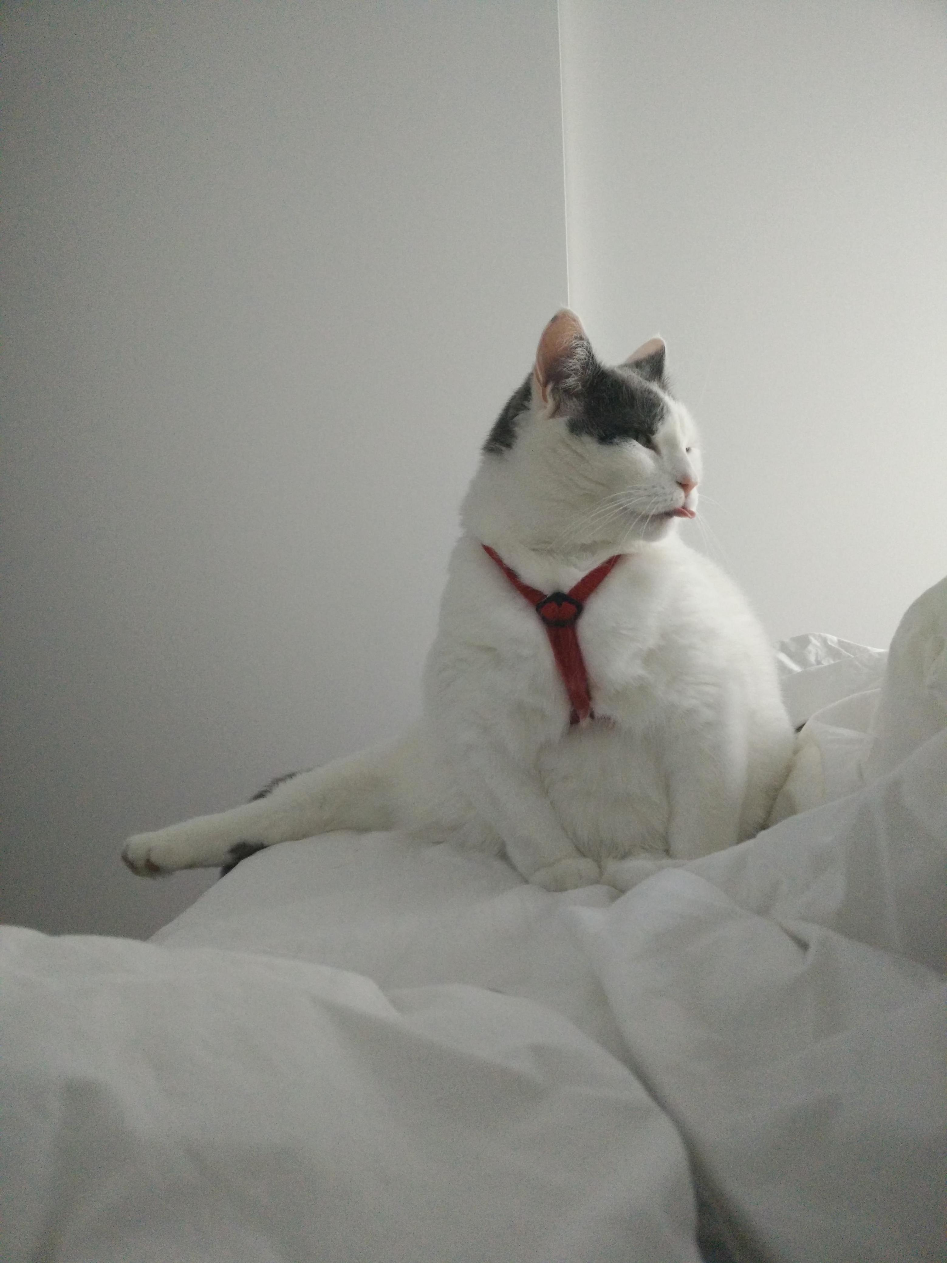 Bleb in a Harness