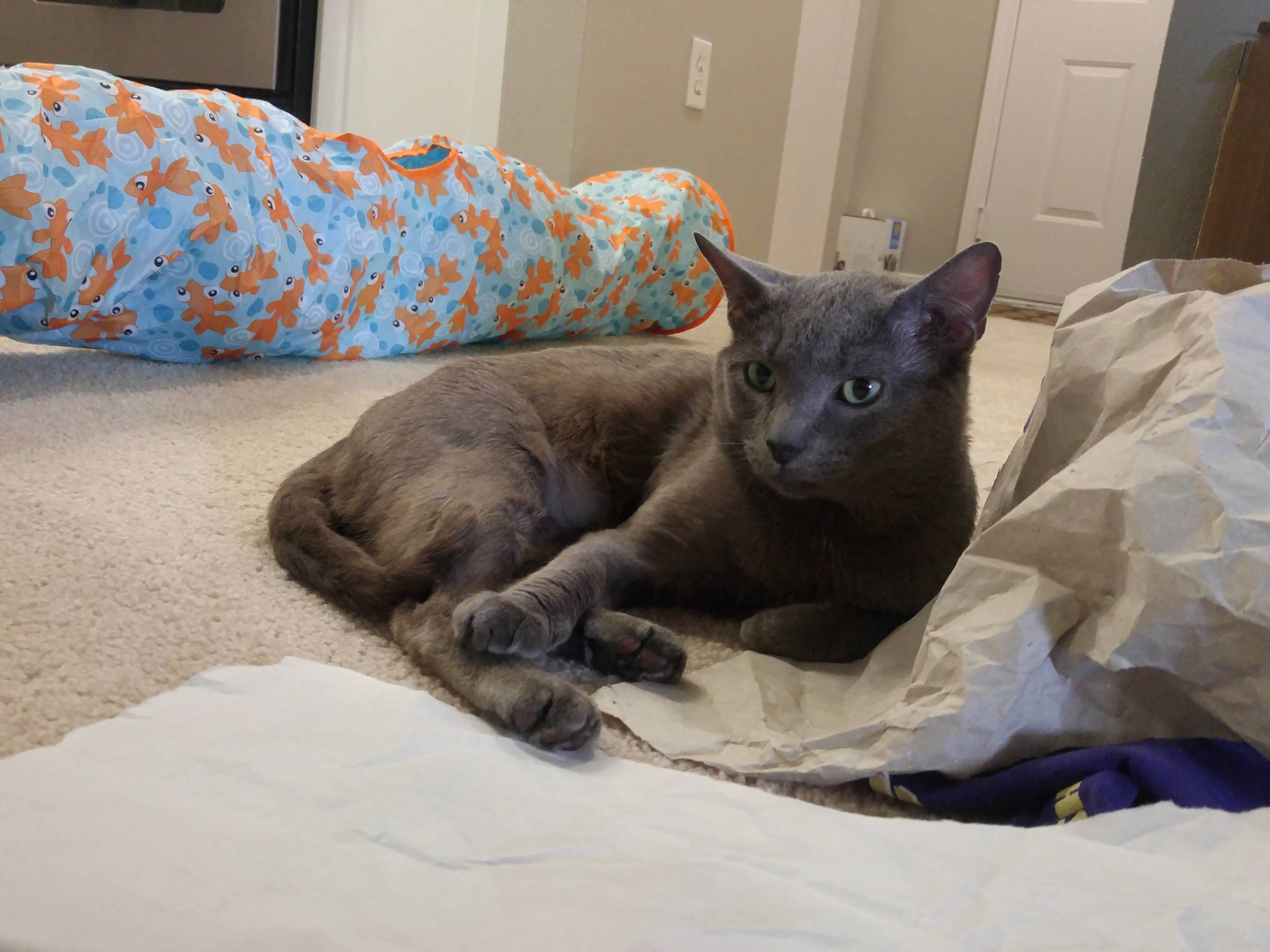 Blinky Is Settling in Nicely