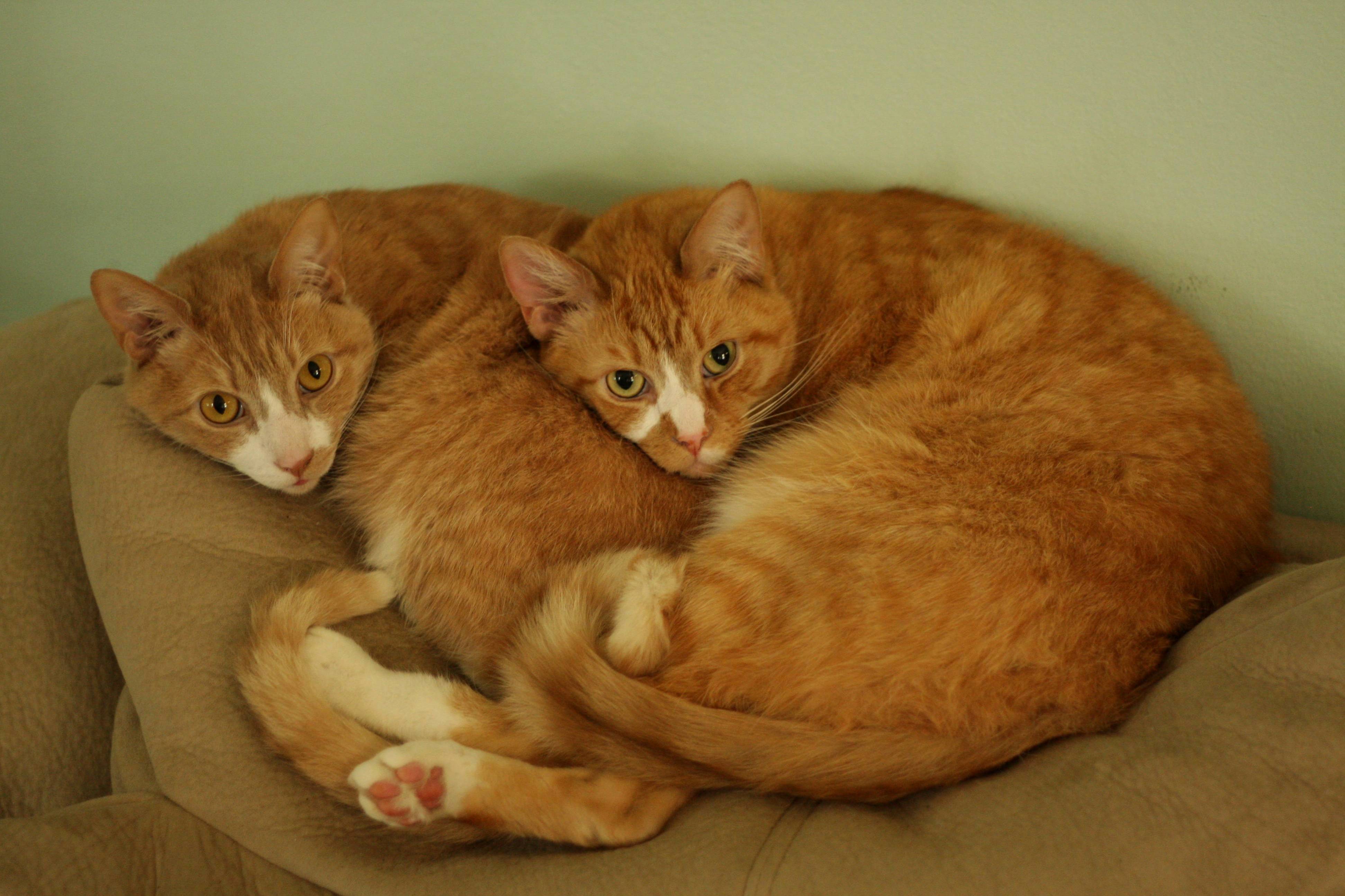 Bonded Brothers Together Since Birth. They Turned Six Years Old This Month