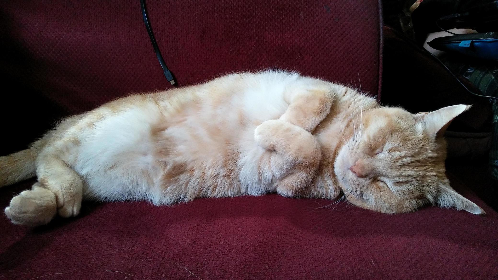 Booboo Turns 13 This Year Any Tips for Pain Relief for an Arthritic Cat He Already Gets Glucosaminechondroitin Treats but They Dont Seem to Be Enough