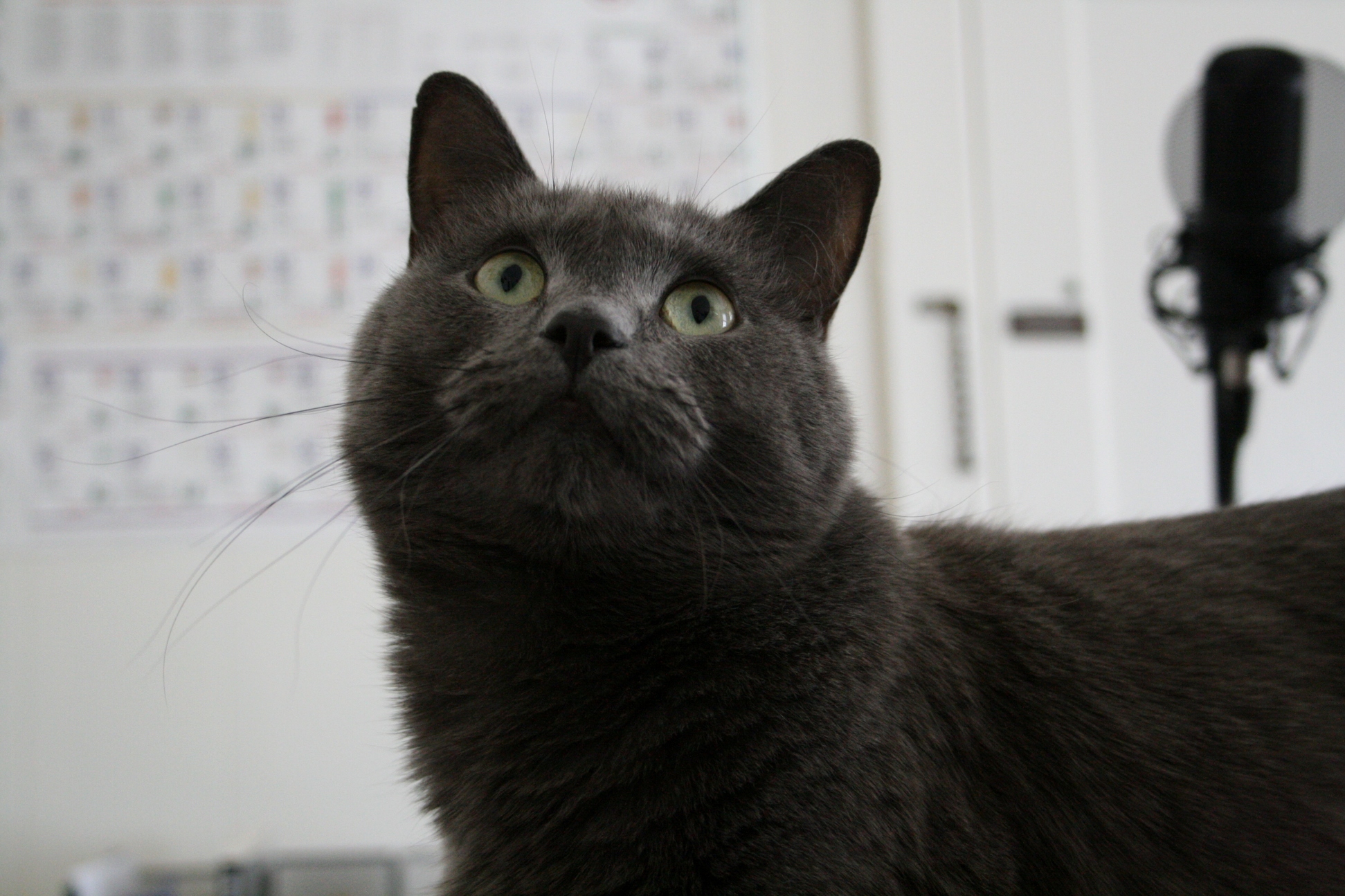 Bought a Camera. Now Have Hundreds of Pictures of Tutti Frutti.