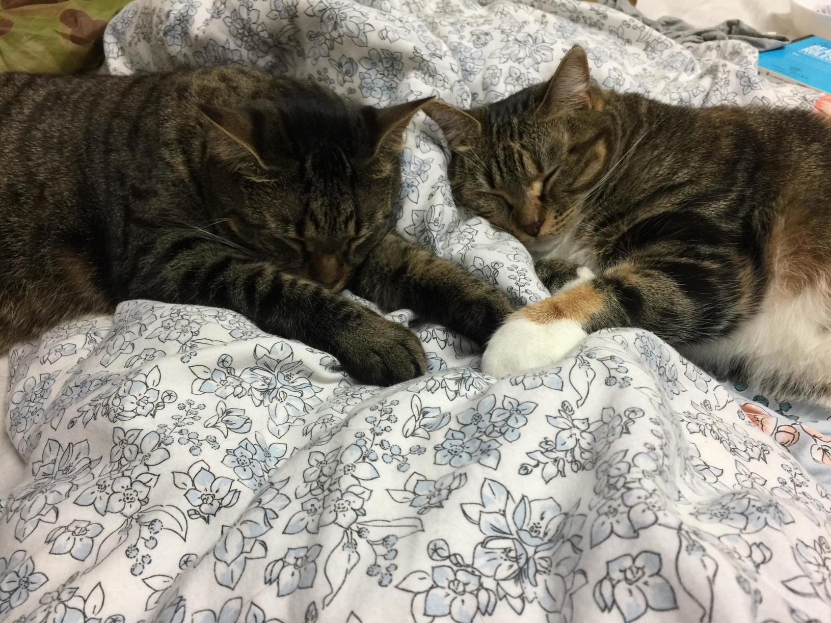 Brother from Another Mother