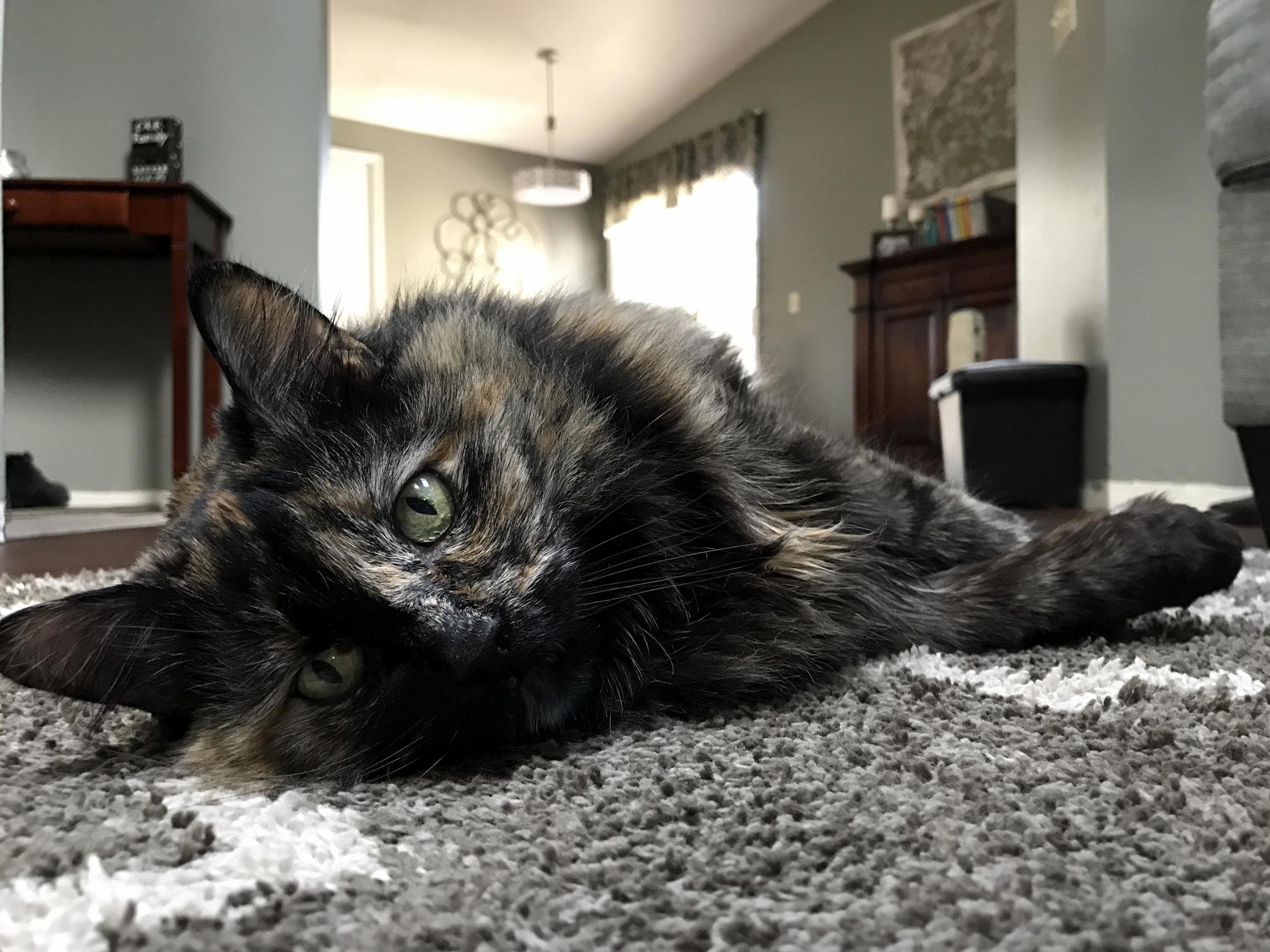 Calie Our 15 Yr Old Fuzz Hasnt Been Feeling Too Well Lately Any and All Good Vibes Appreciated X-post Rtorties