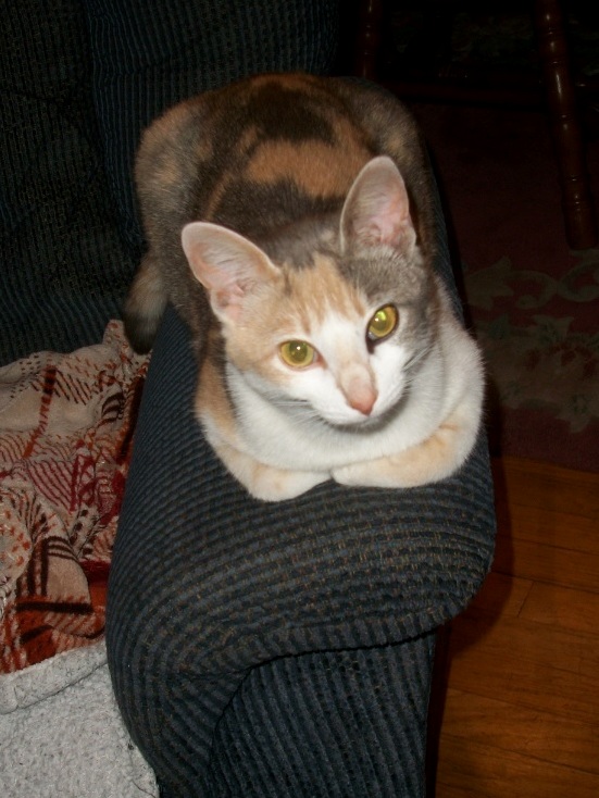 Callie Is a Dilute Calico Stray Who Likes to Be Indooroutdoor and Looks Like She Has Partial Eyeliner