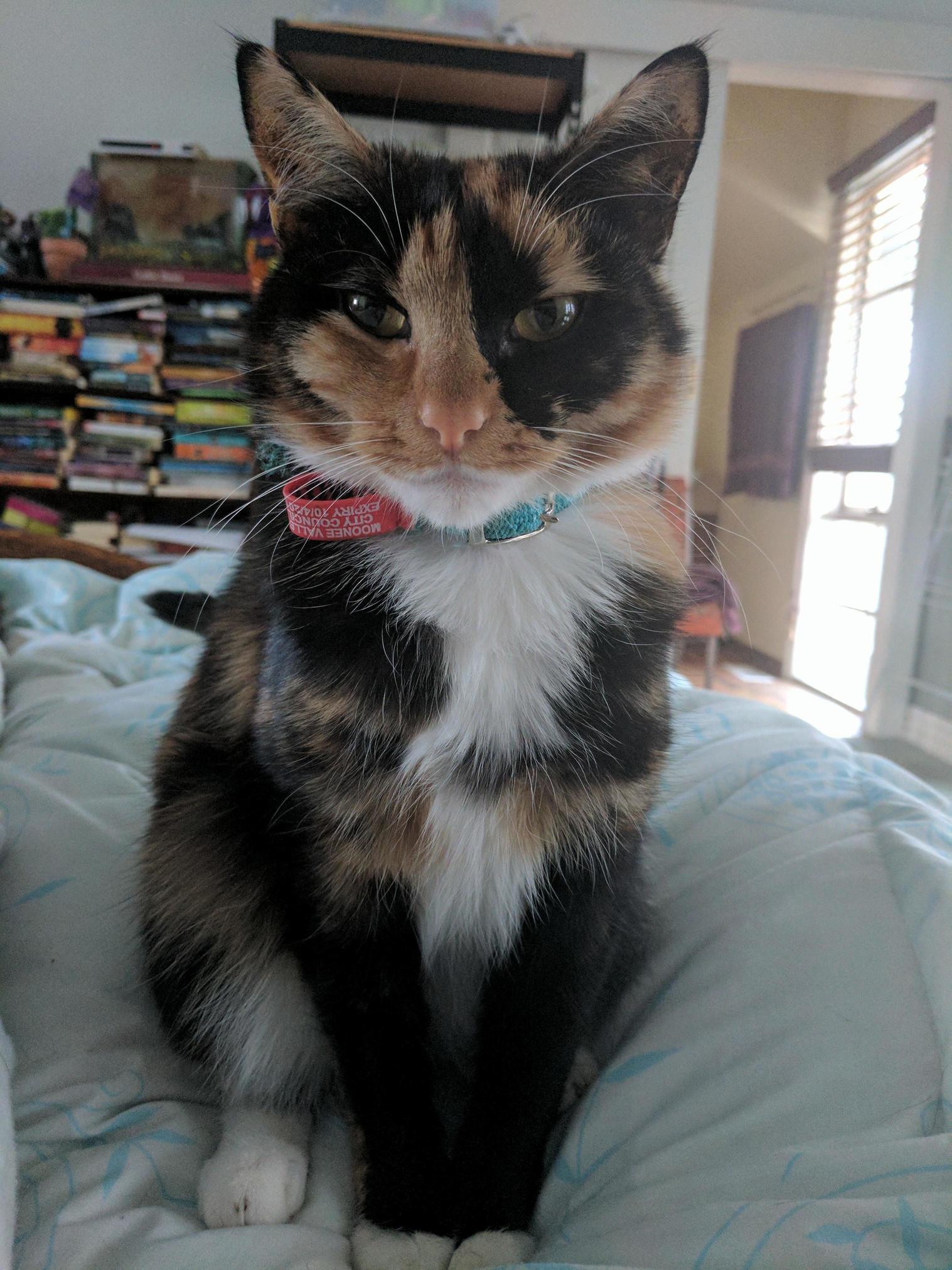 Callie Wondering What a Hooman Is Doing on Her Bed.