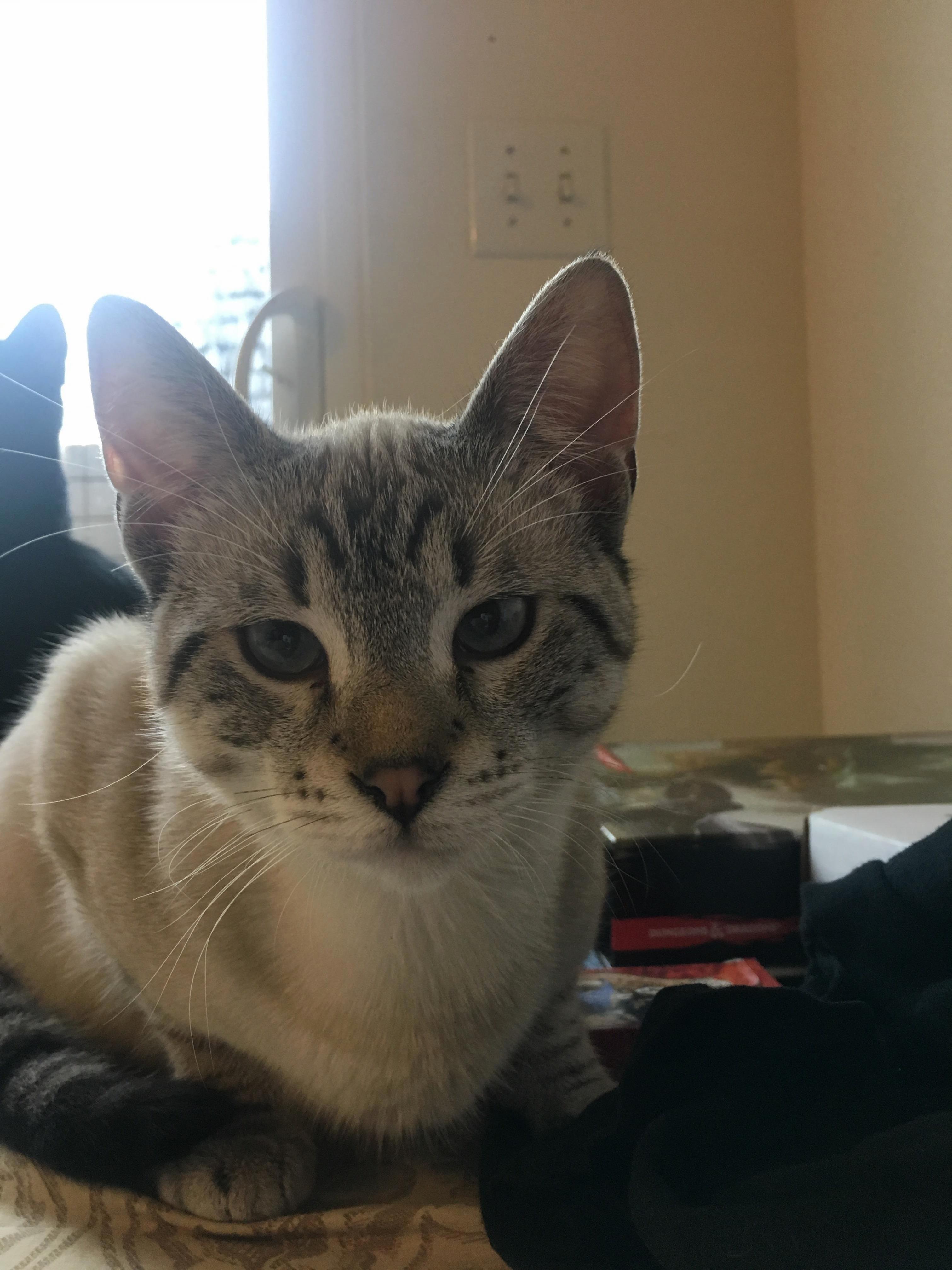 Can Anyone Help Me Out with Identifying This Little Fuzzballs Breed I Ve Asked the People I Got Him from but They Dont Even Know.