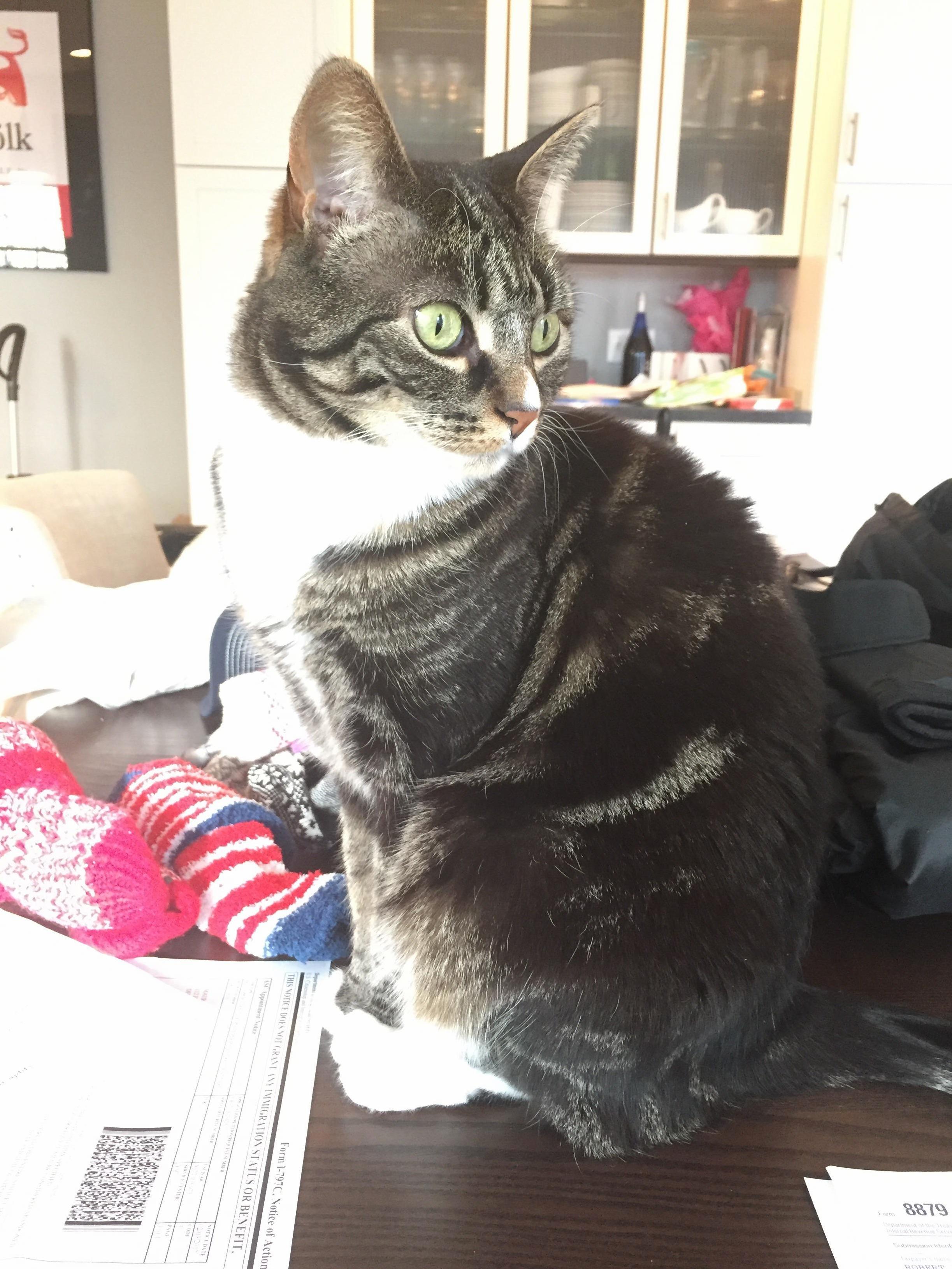Can Anyone Tell Me What Kind of Cat Mine Is