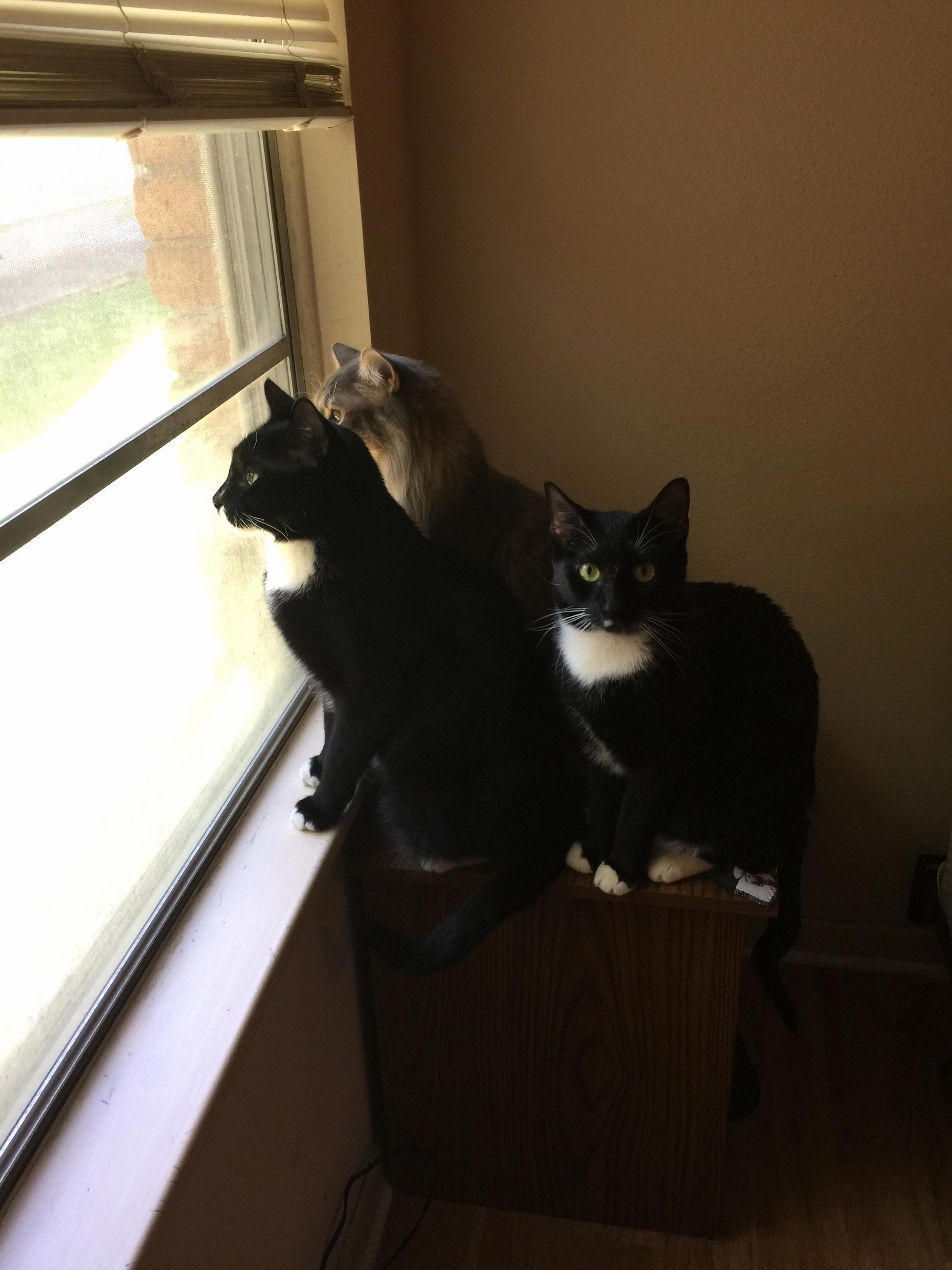 Can You Tell I Was Working Outside of This Window