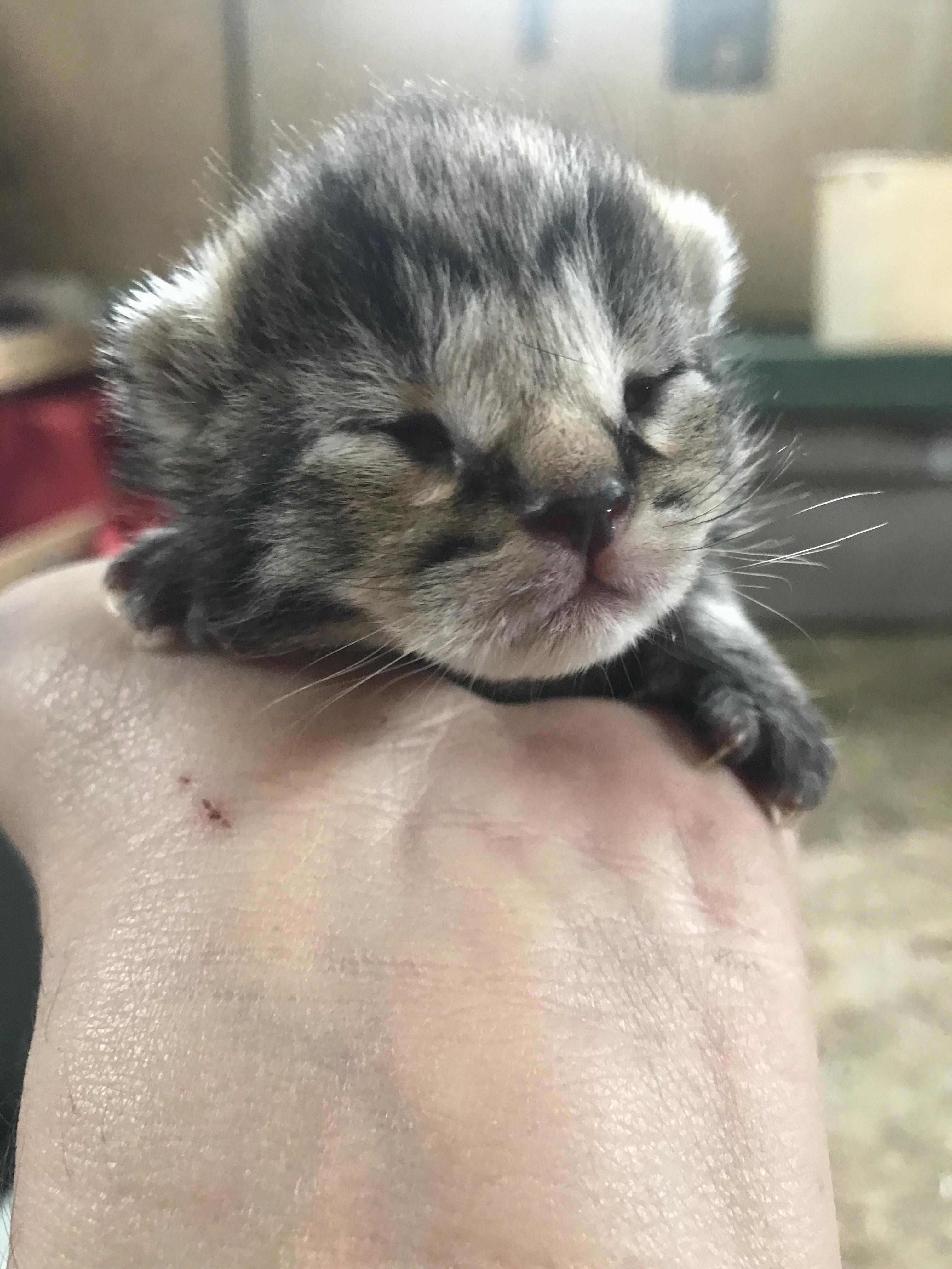 Canadian Kitten