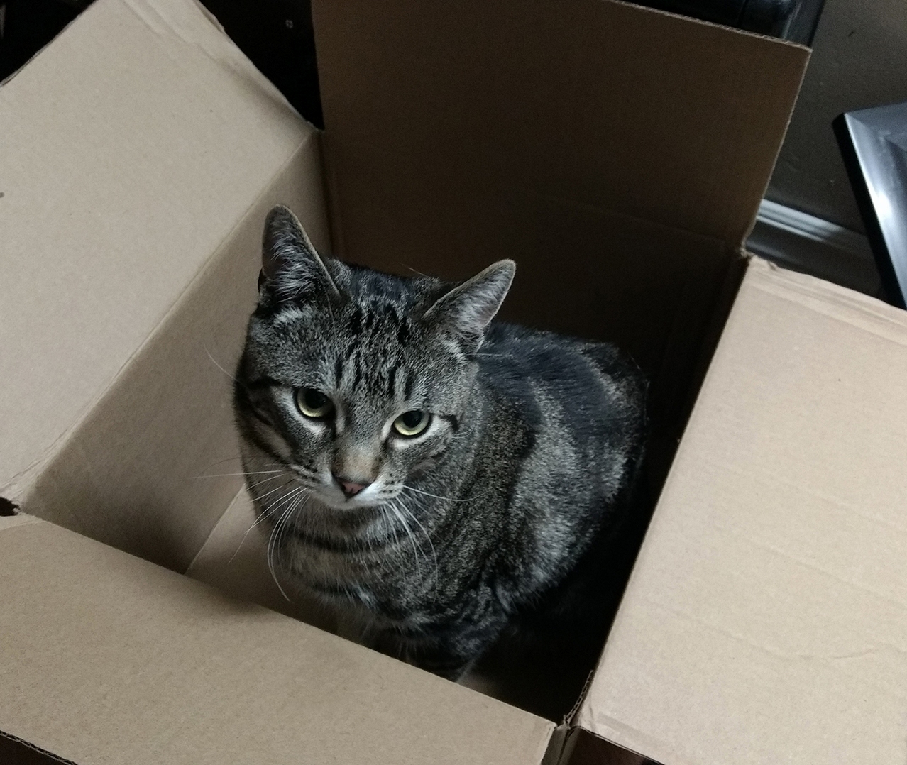 Cassius in His Natural Habitat