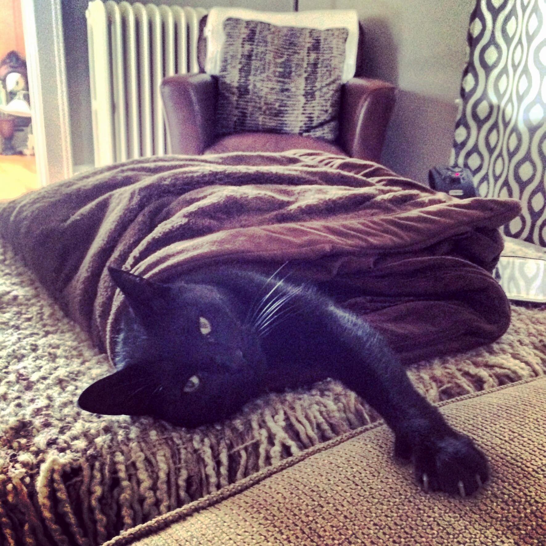 Cat Burrito