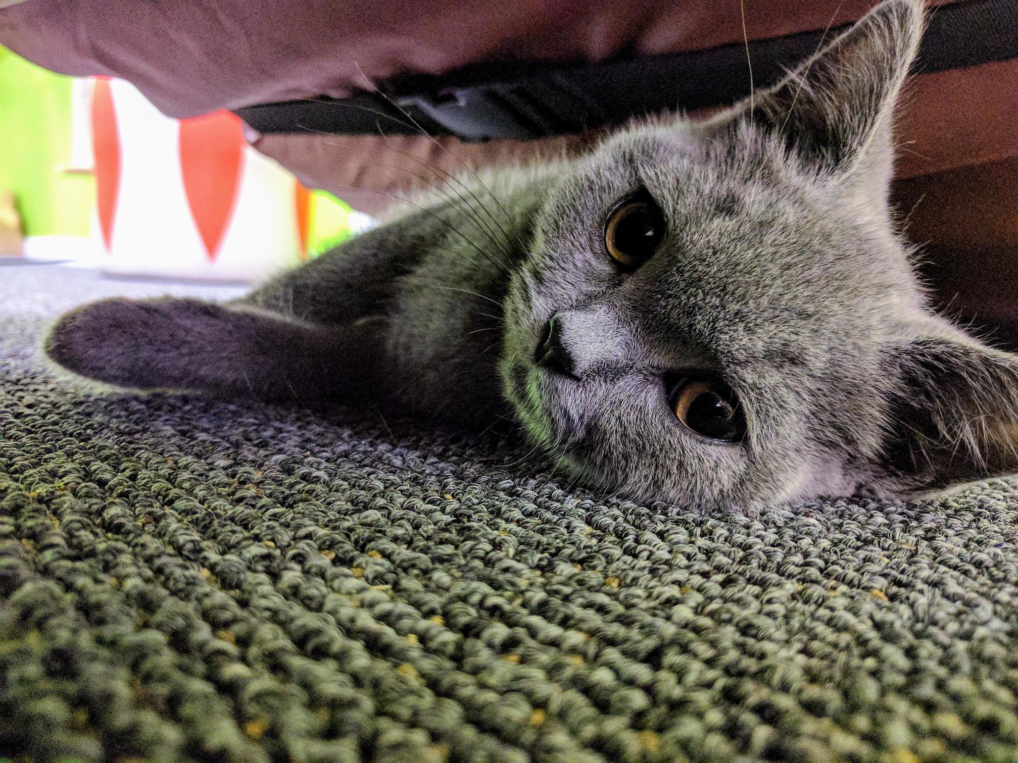 Cat Cafes Are the Best Kind of Cafes