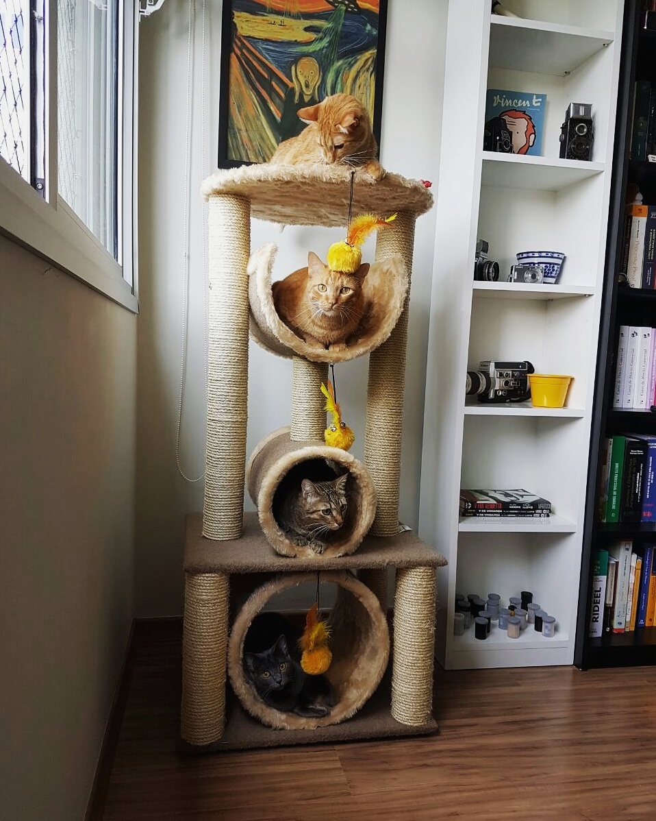 Cat Condo