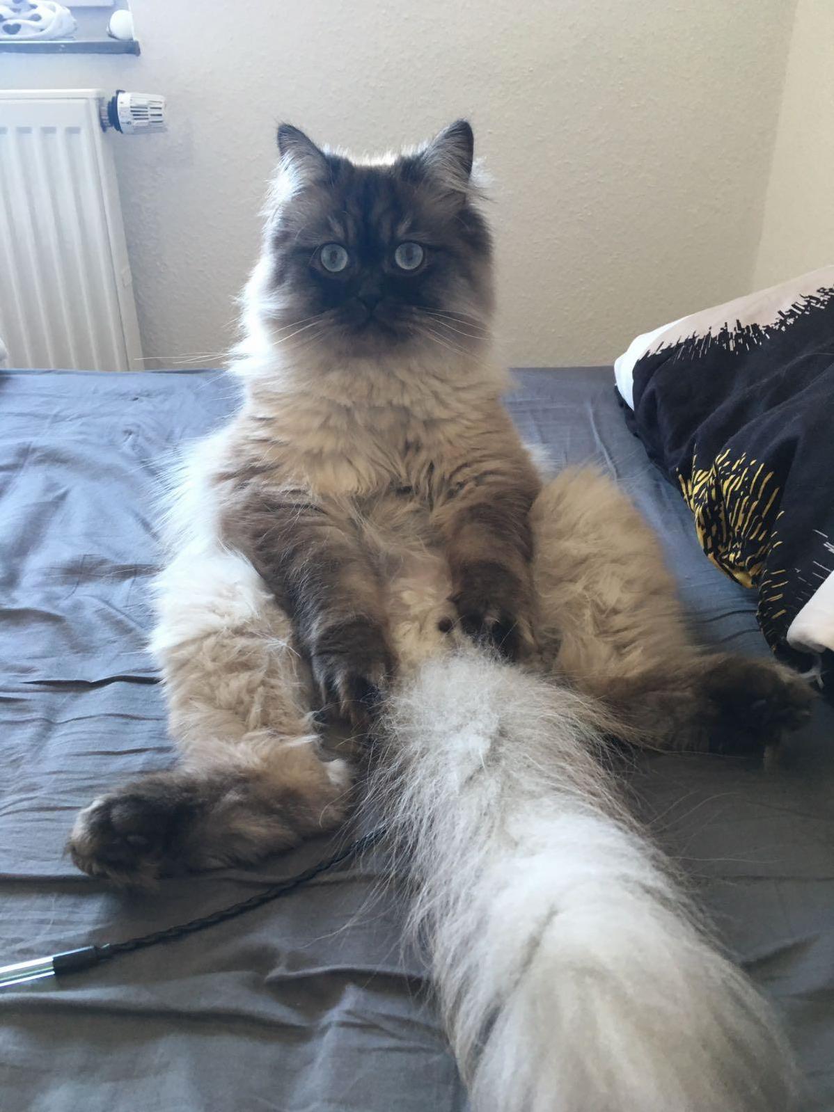 Cat Humaning