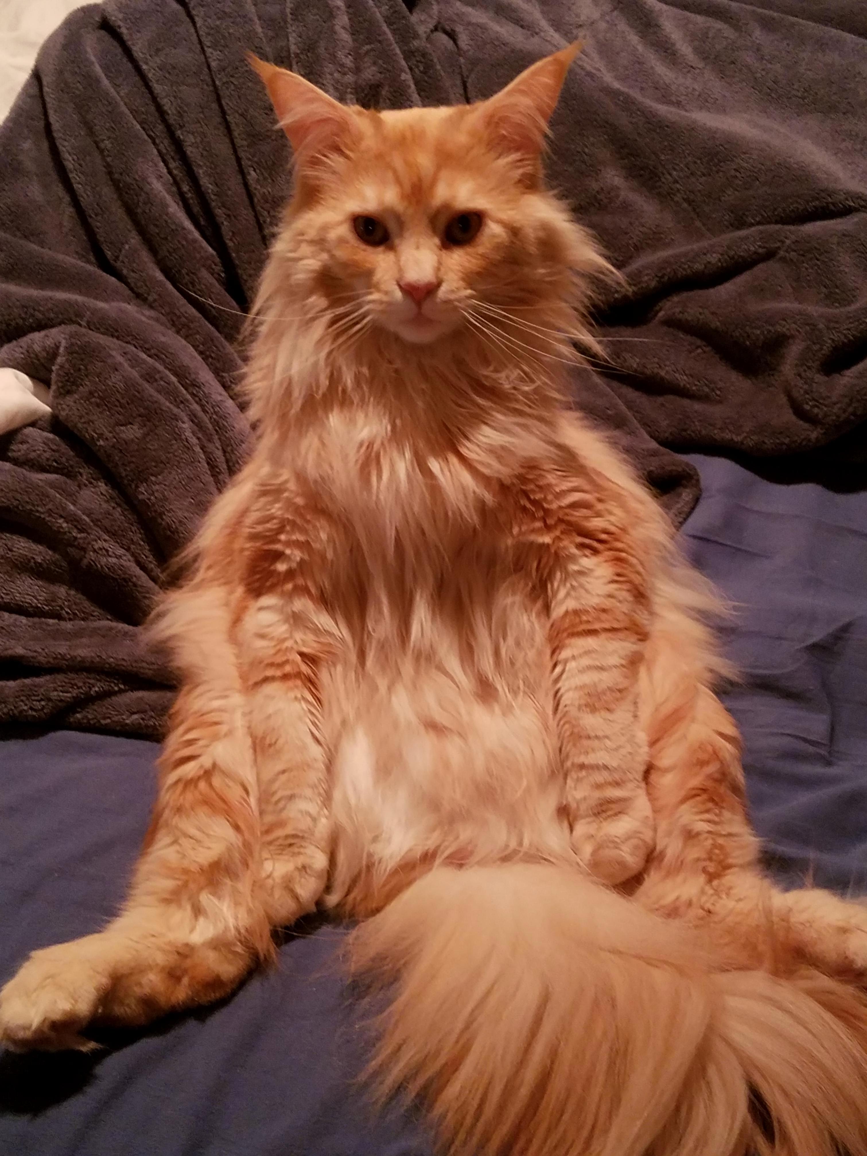 Cat I Am.. Cat.